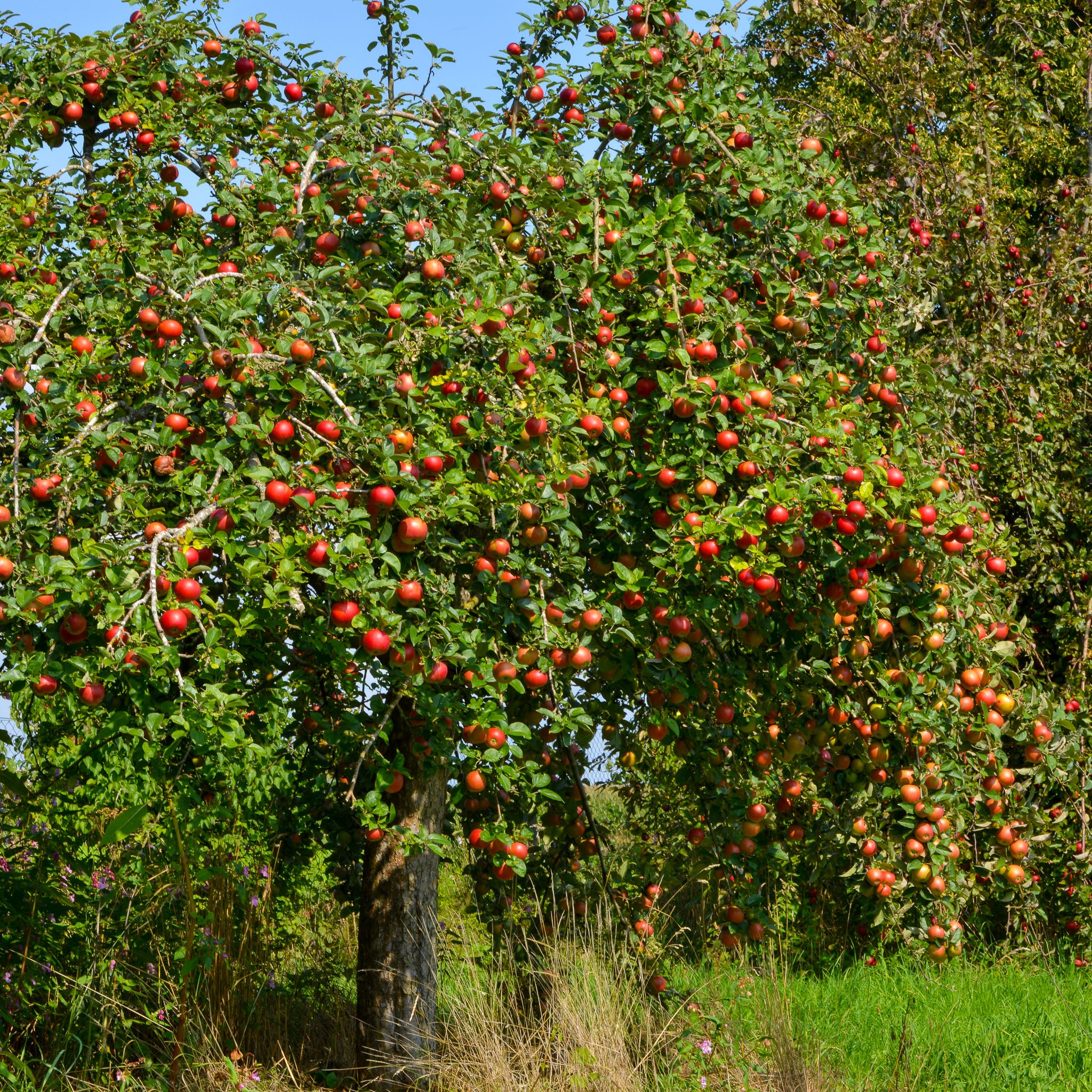 Apfel 'Roter Boskoop' - Halbstamm