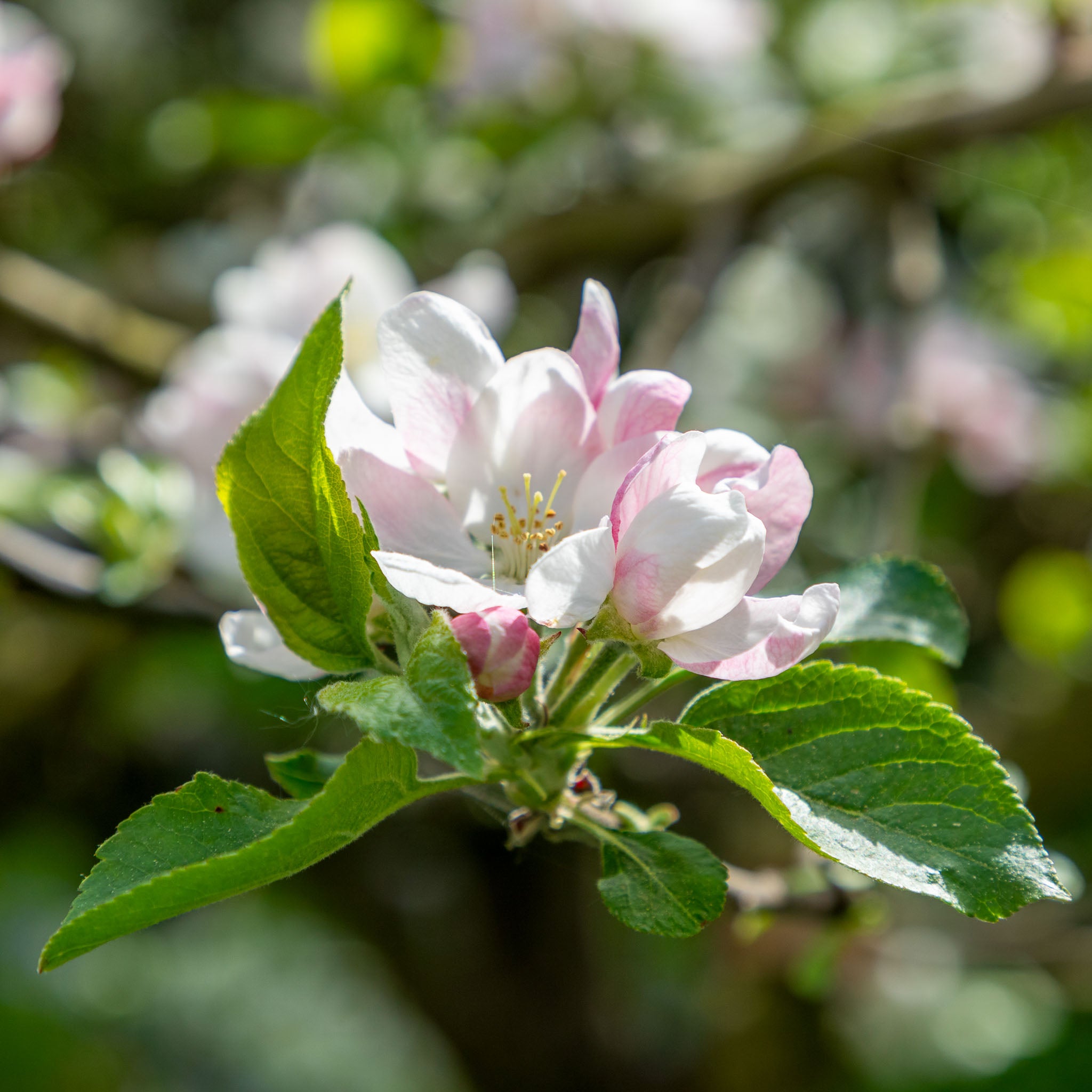Apfel 'Roter Boskoop' - Halbstamm