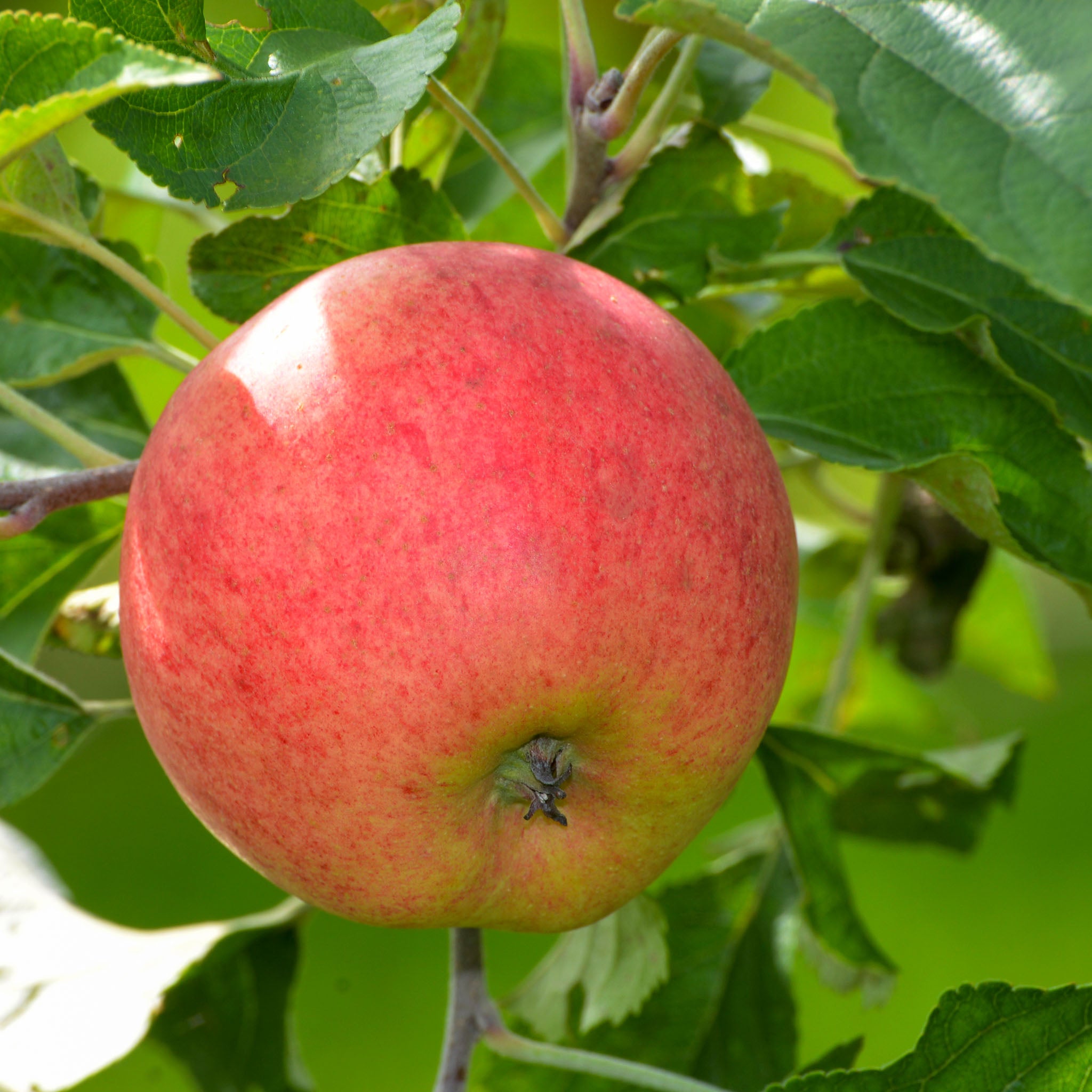 Apfel 'Rubinola' - Buschbaum