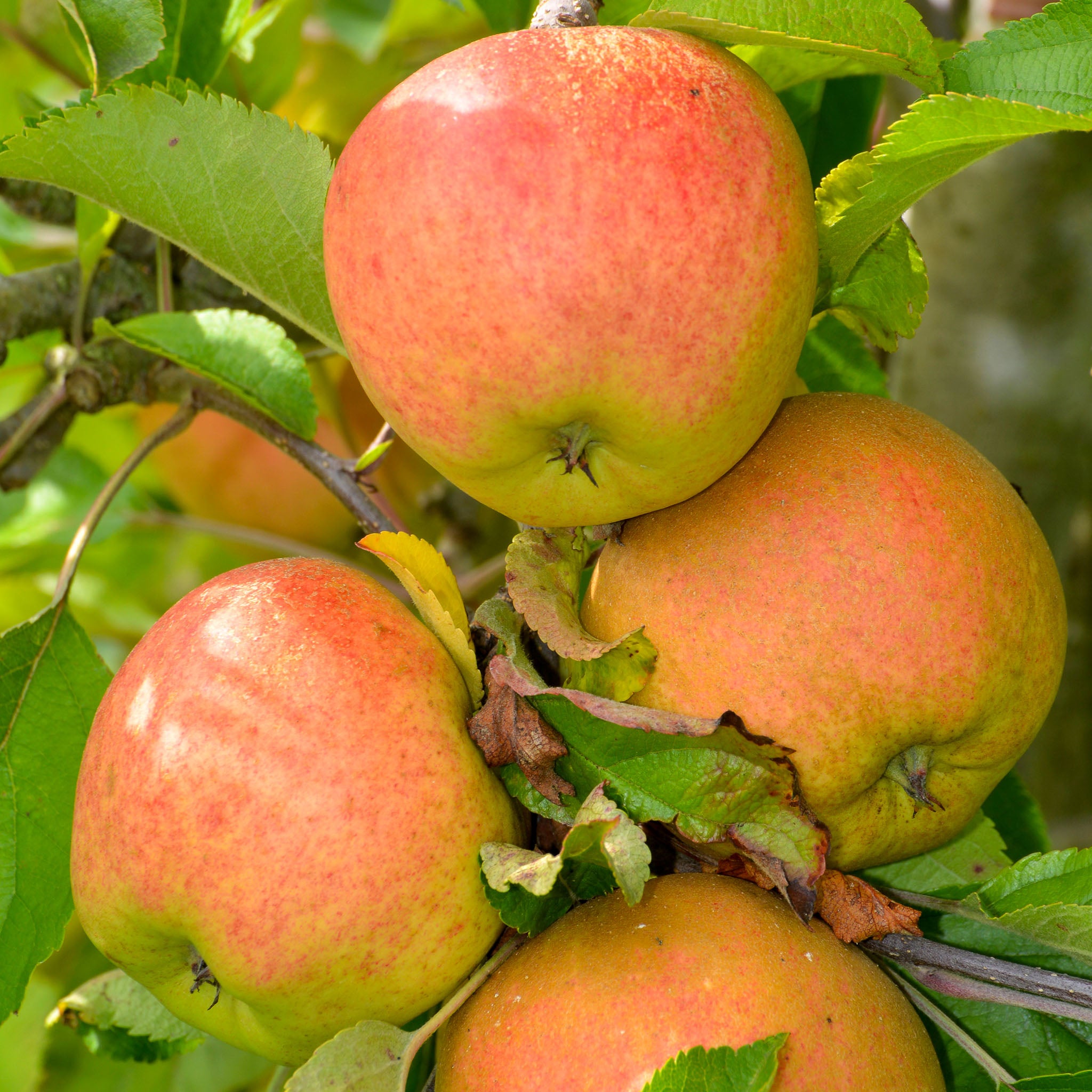 Apfel 'Rubinola' - Buschbaum
