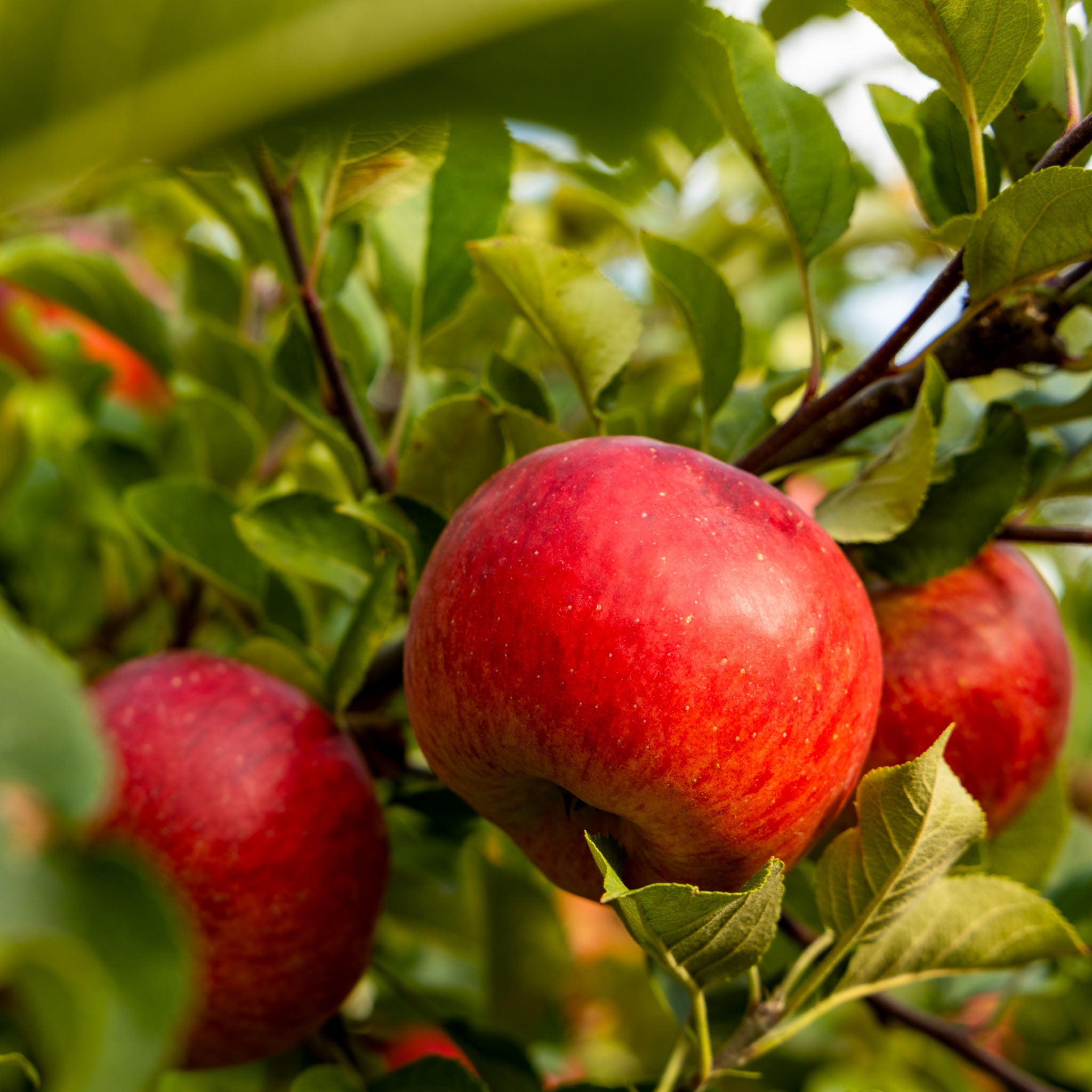 Apfel 'Santana' - Buschbaum