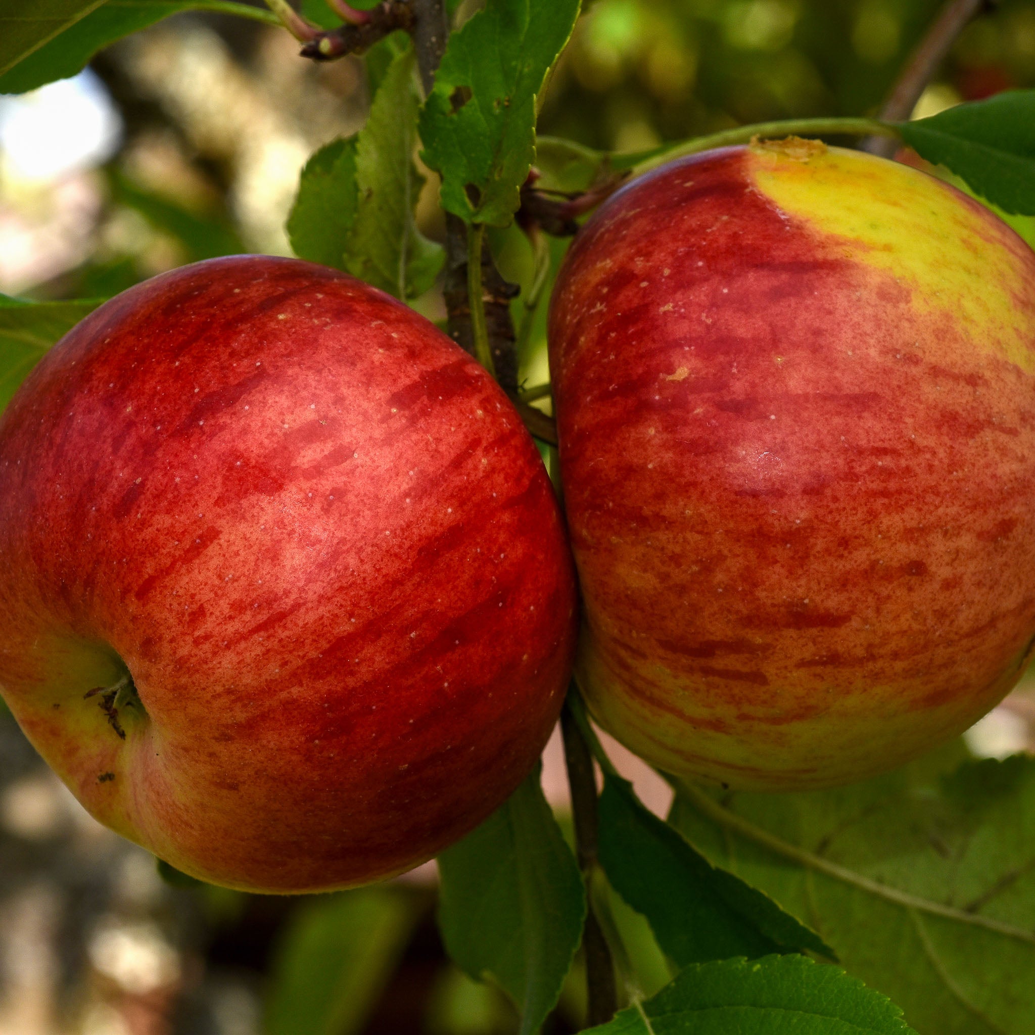Apfel 'Topaz' - Terrassenobst