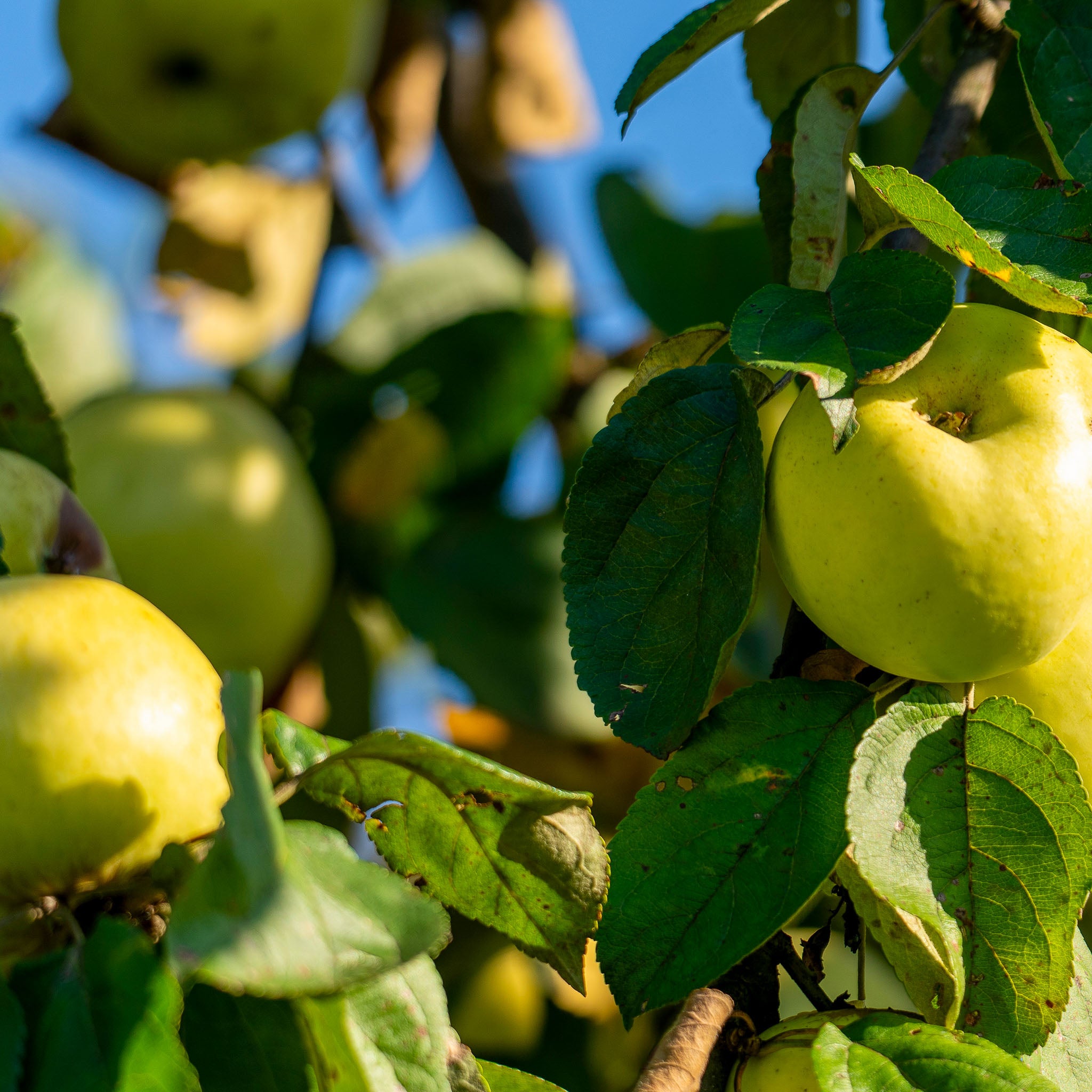 Apfel 'Weißer Klarapfel' - Buschbaum