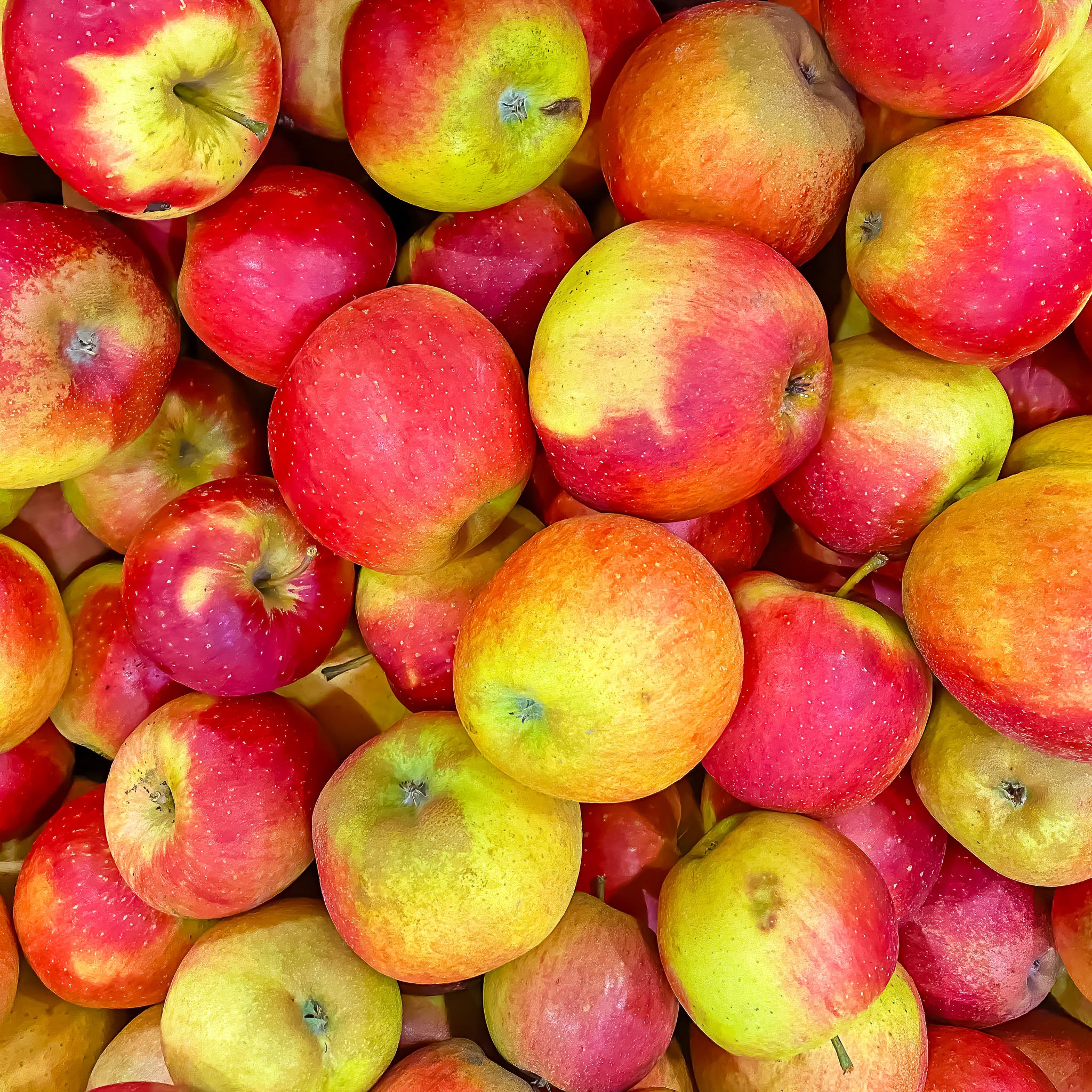 Apfel 'Wellant' - Buschbaum
