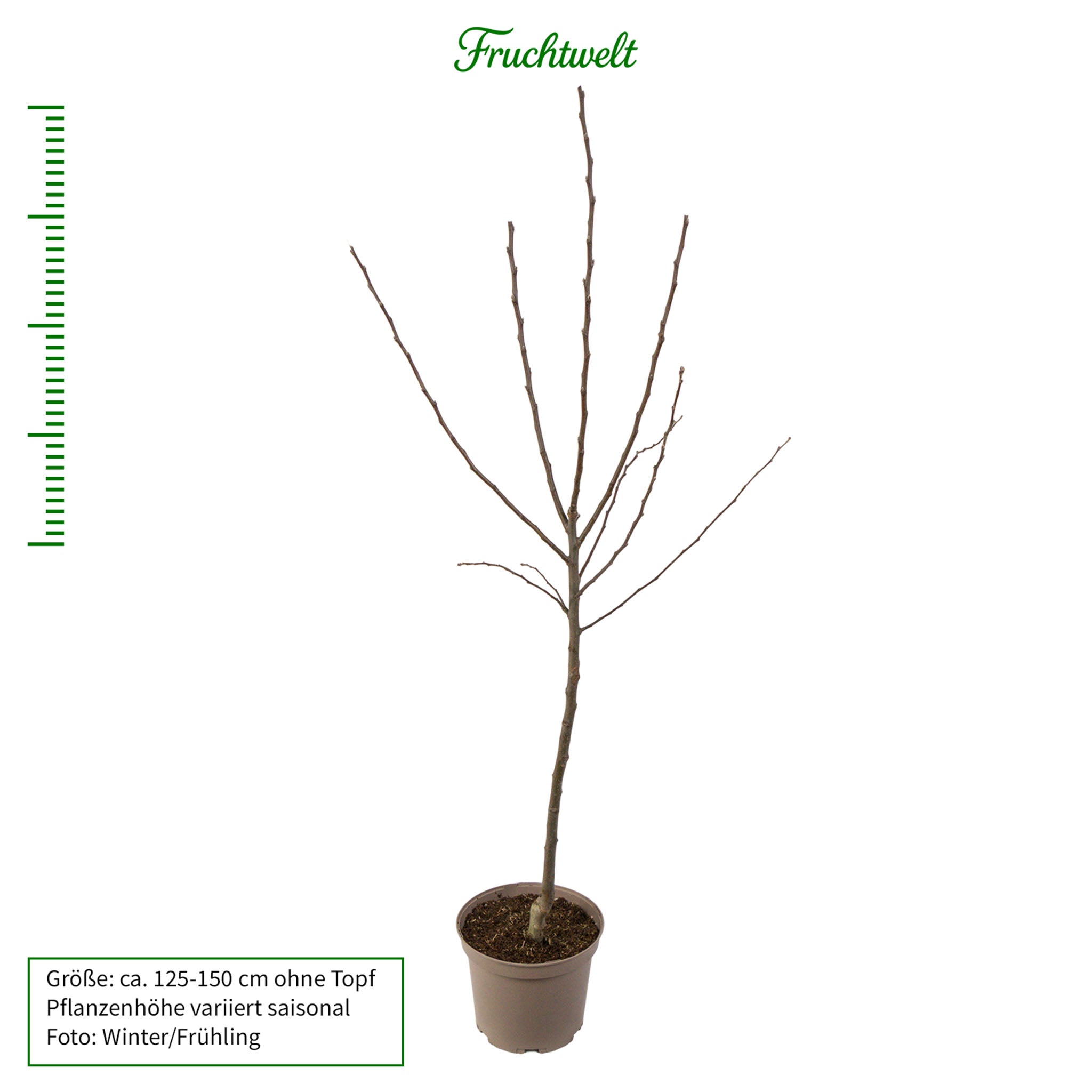 Apfel 'Ingrid Marie' - Buschbaum