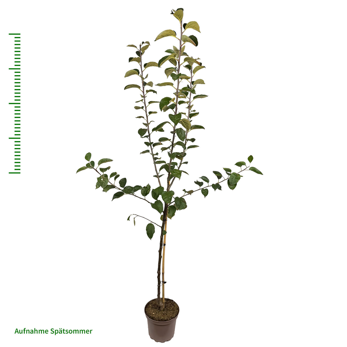 Apfel 'Evelina' - Buschbaum