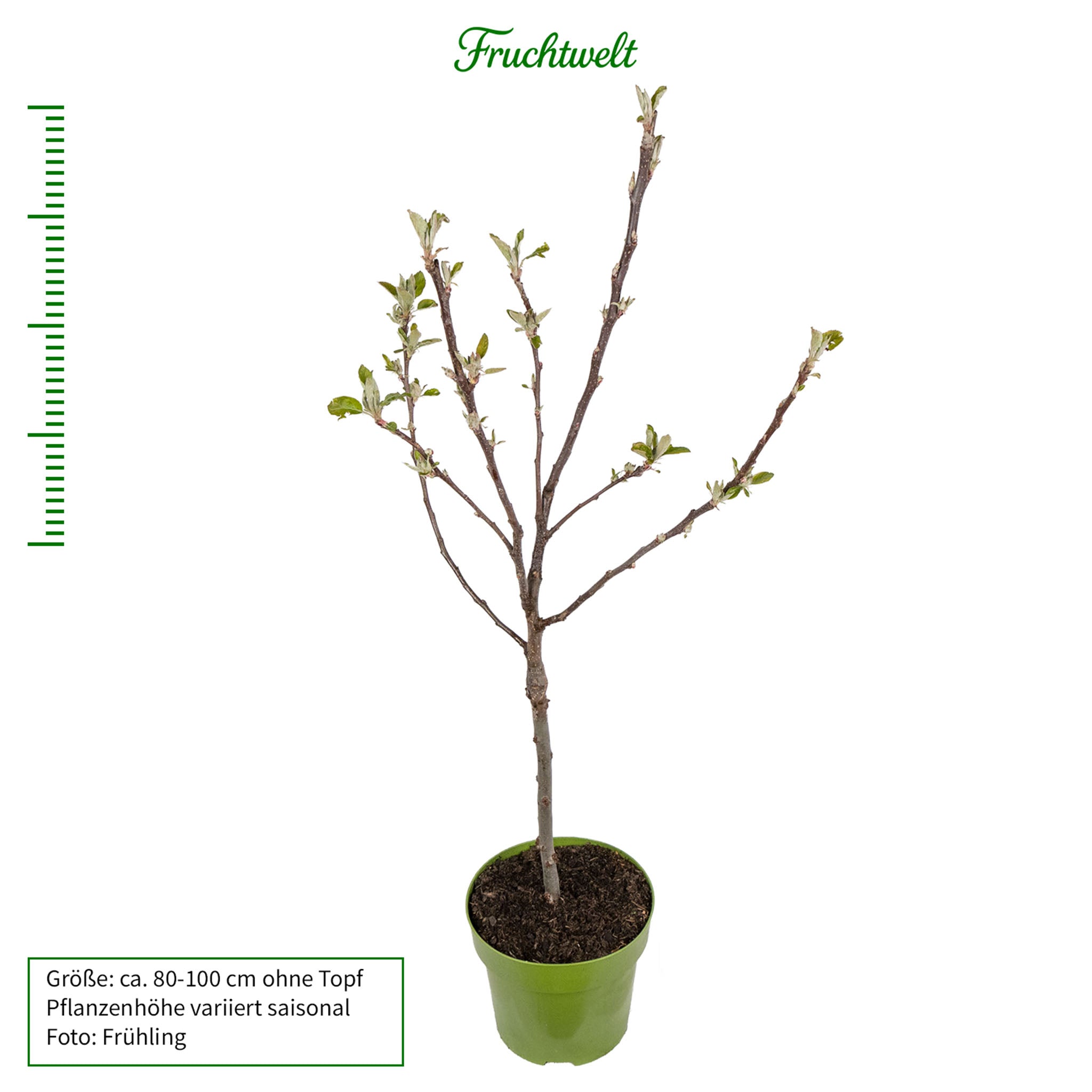 Apfel 'Jamba' - Terrassenobst