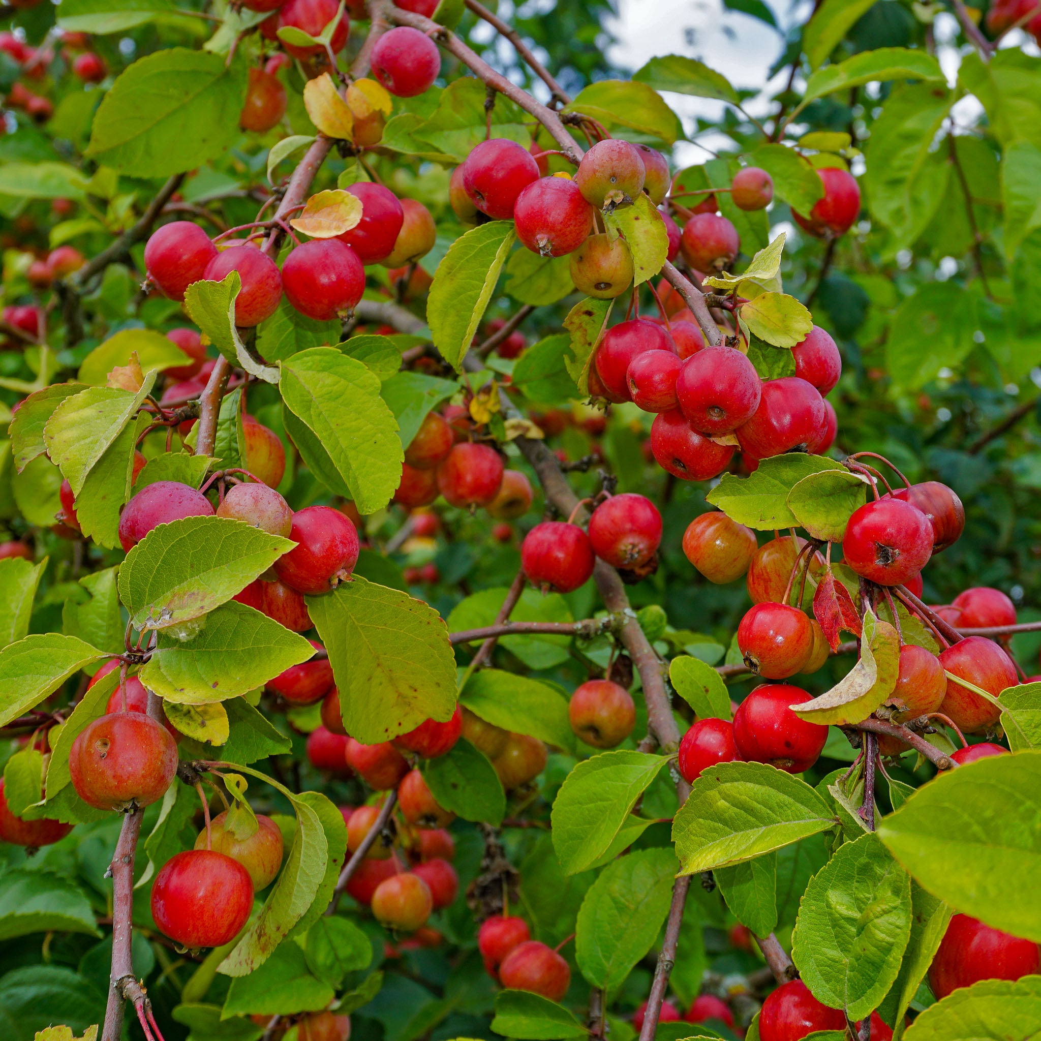 Wildapfel
