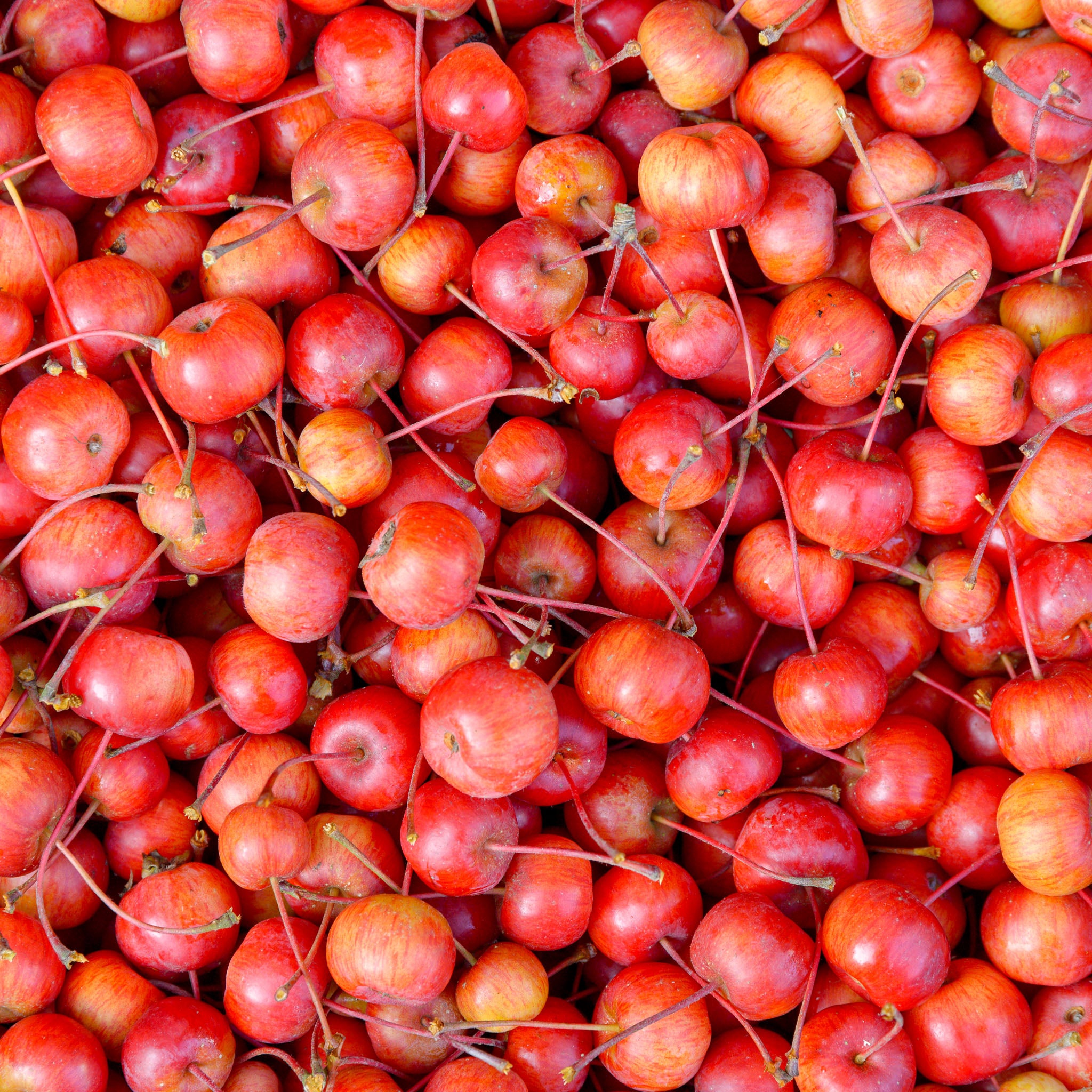 Wildapfel