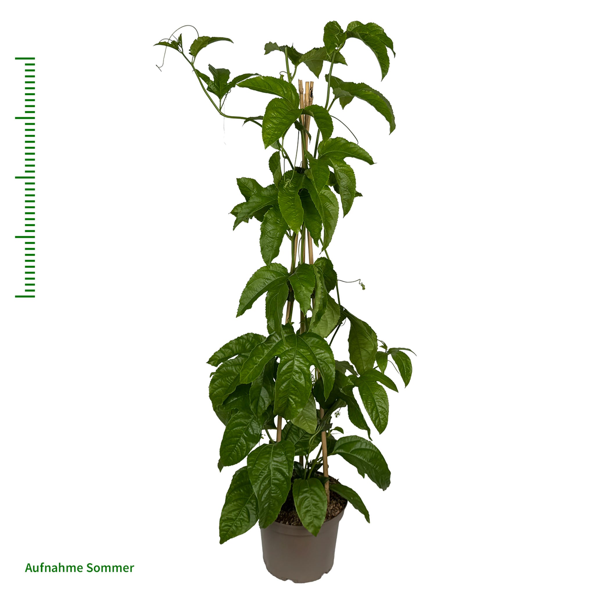 Maracuja 'Suntropics®'
