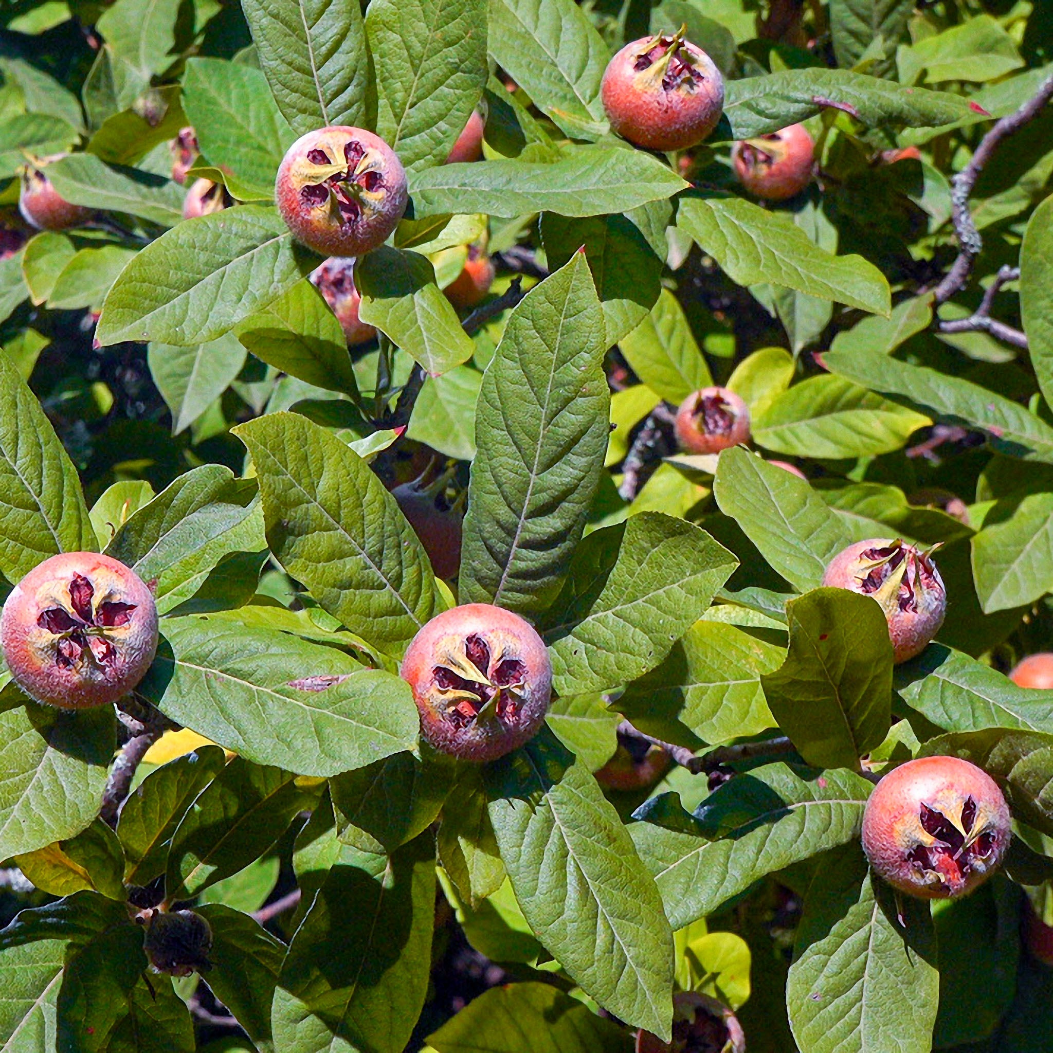 Mispel 'Westerveld'