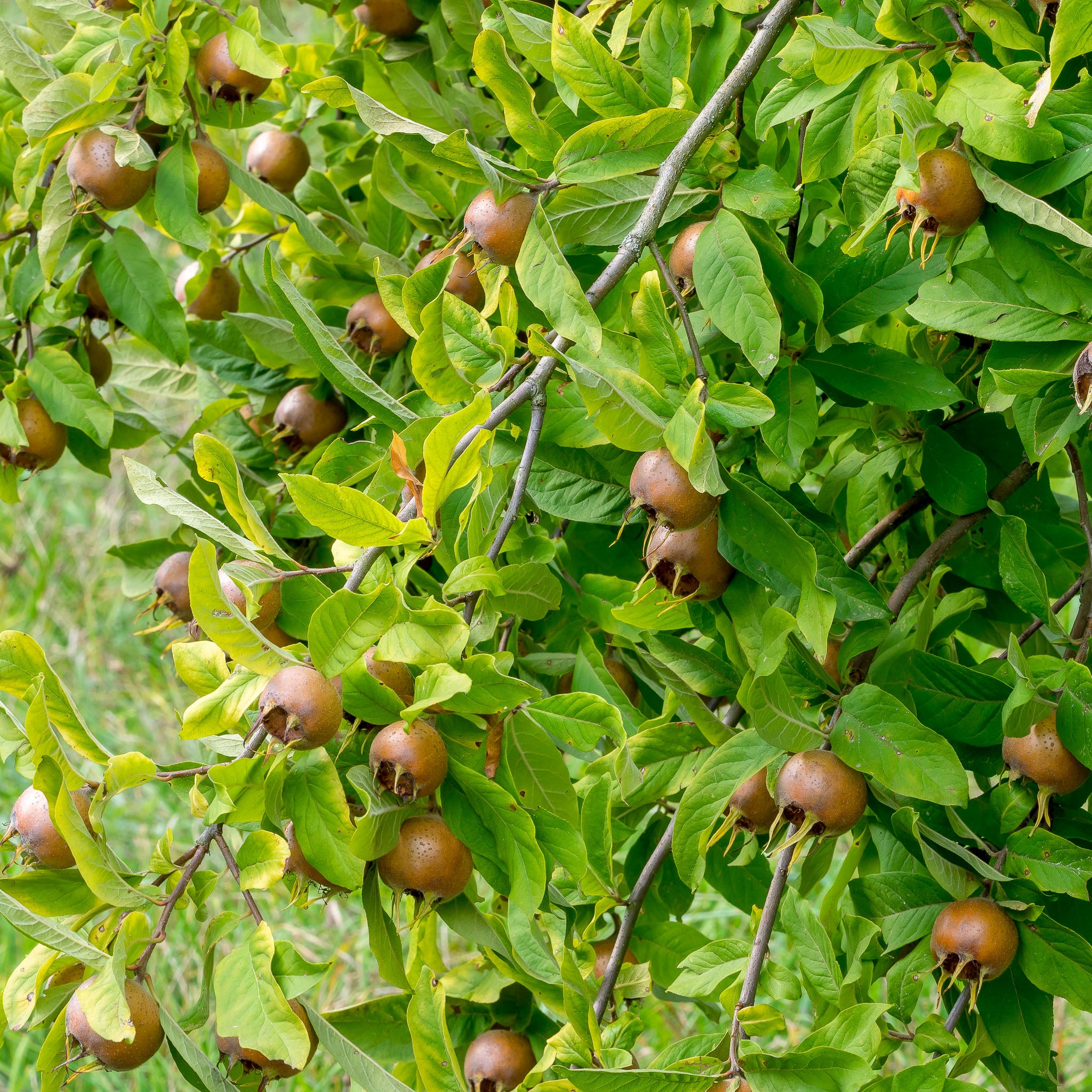 Mispel 'Westerveld'