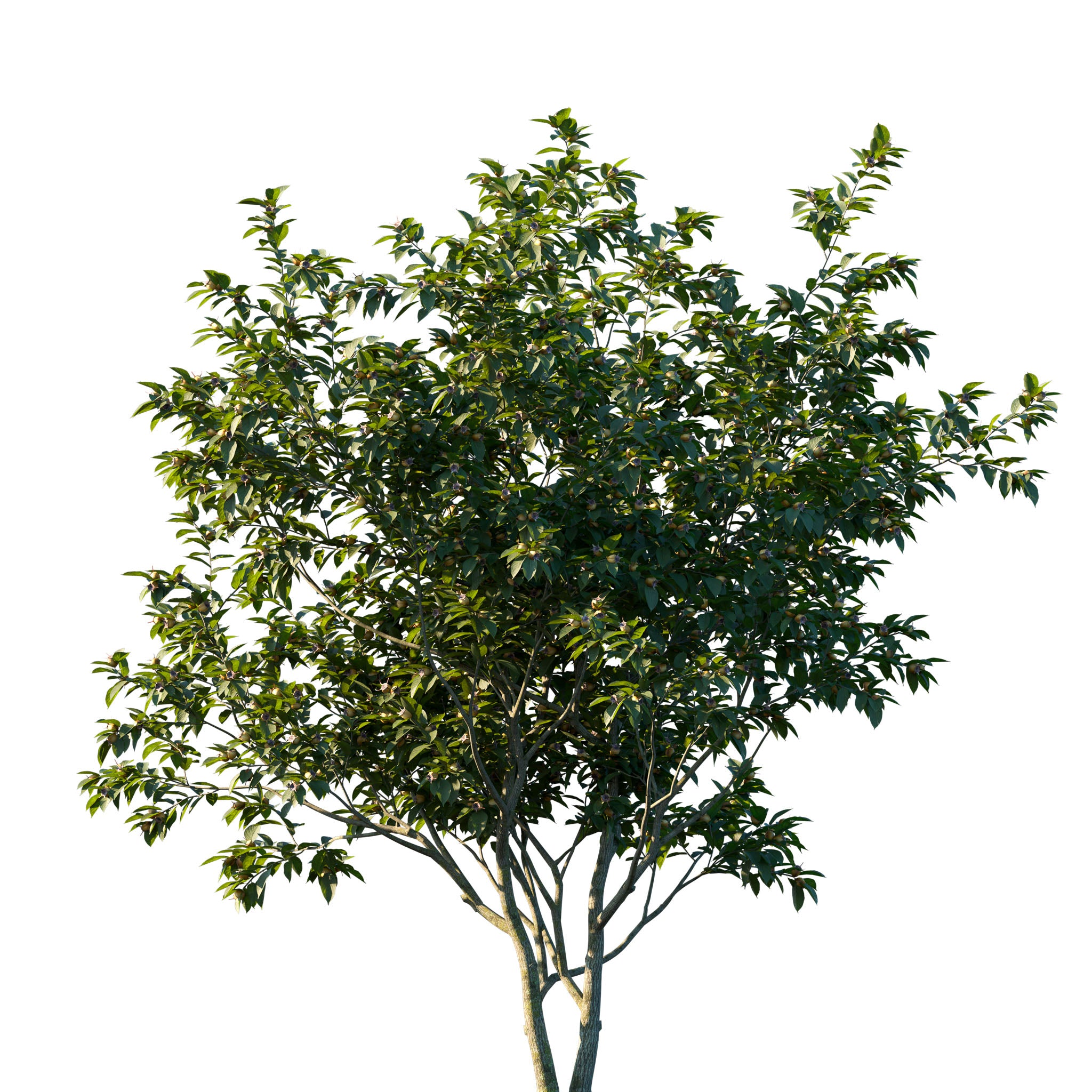 Mispel 'Wildform'