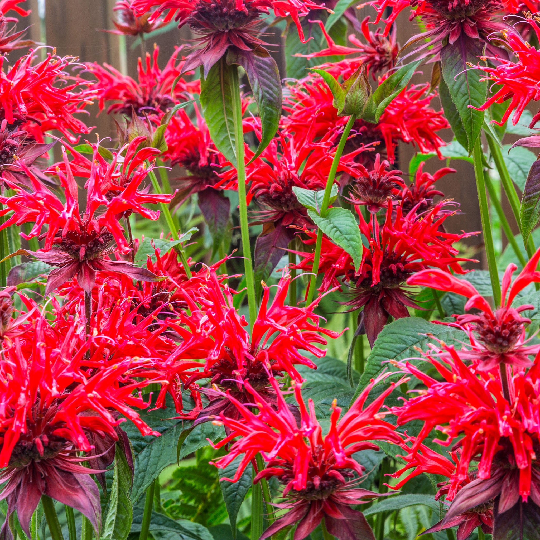 Goldmelisse 'Jacob Cline'