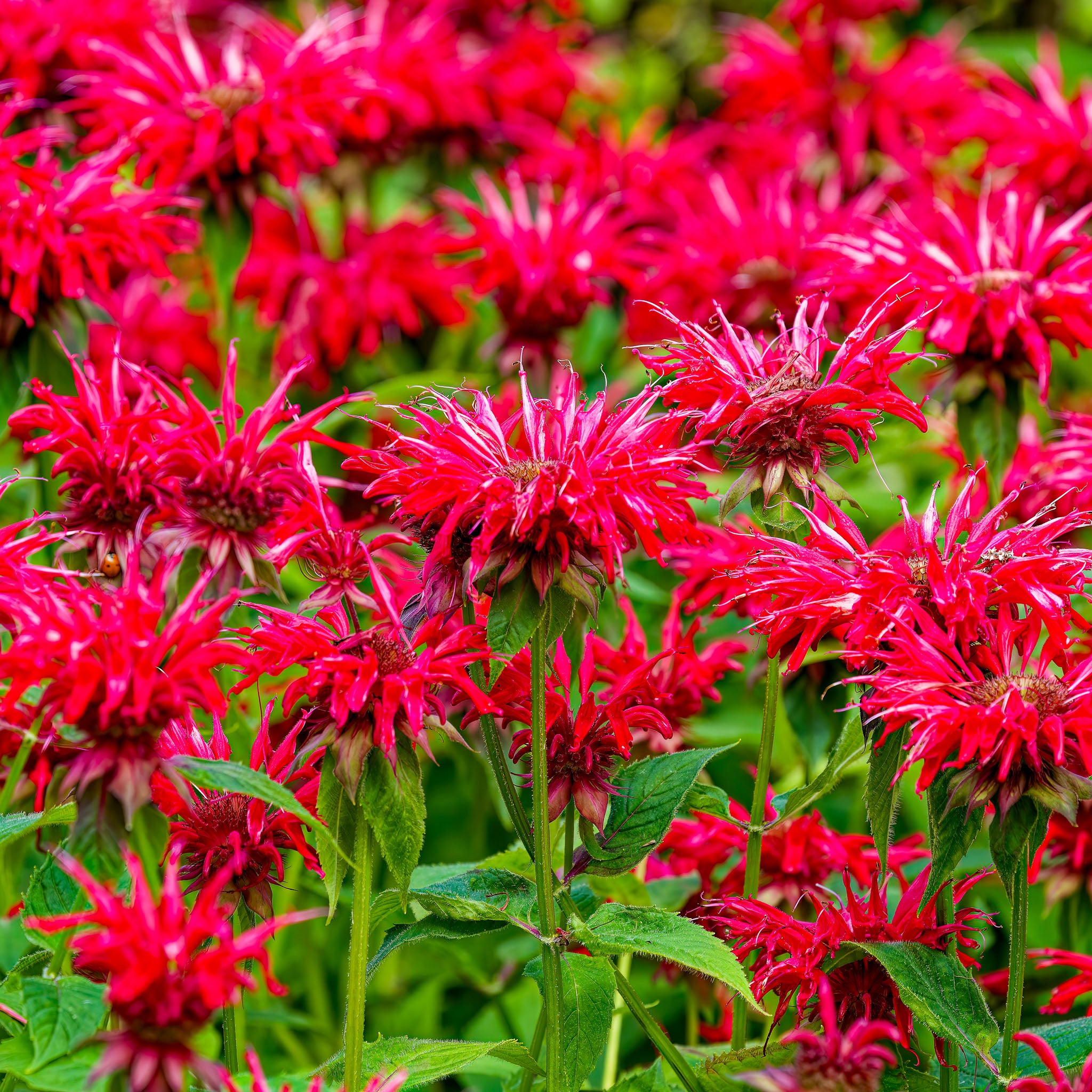 Goldmelisse 'Jacob Cline'