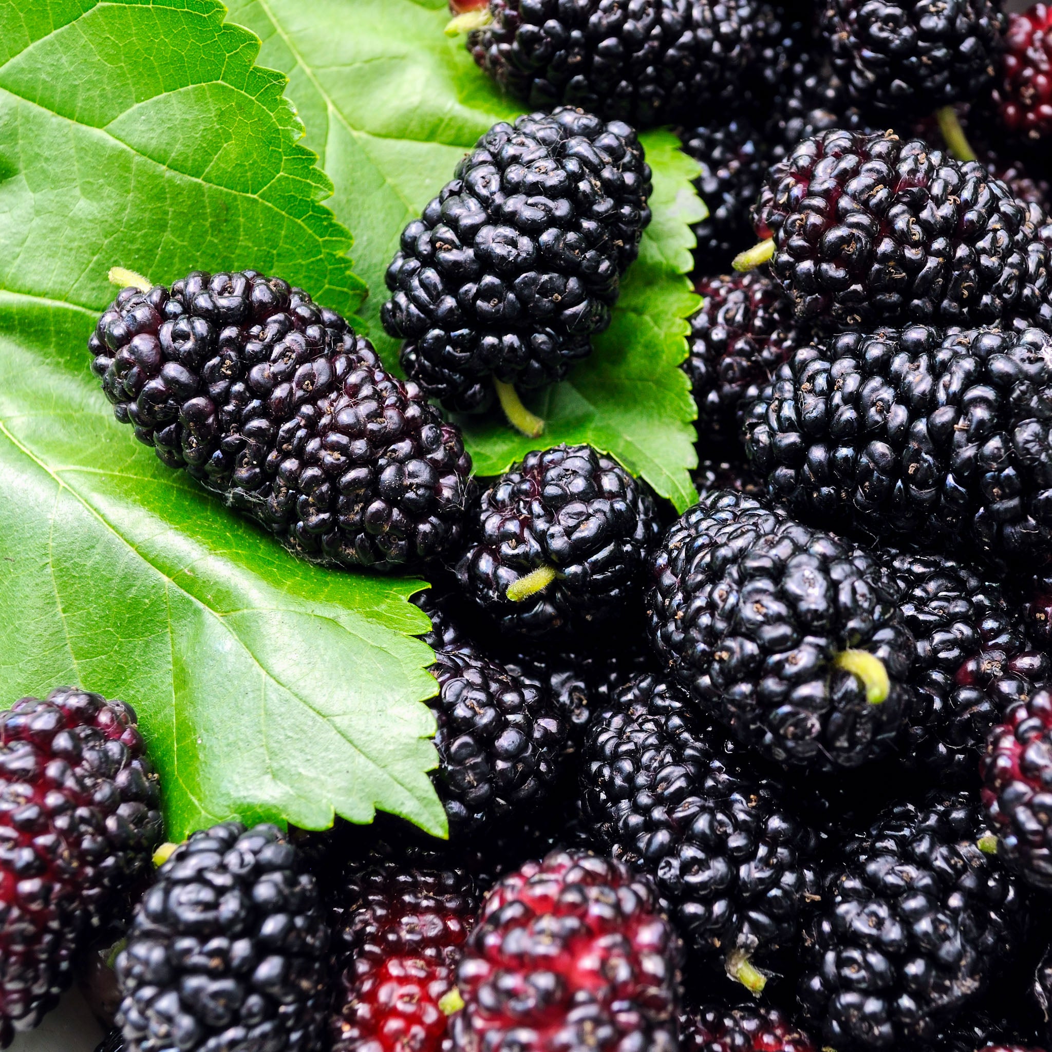 Zwerg-Maulbeere 'Mojoberry'