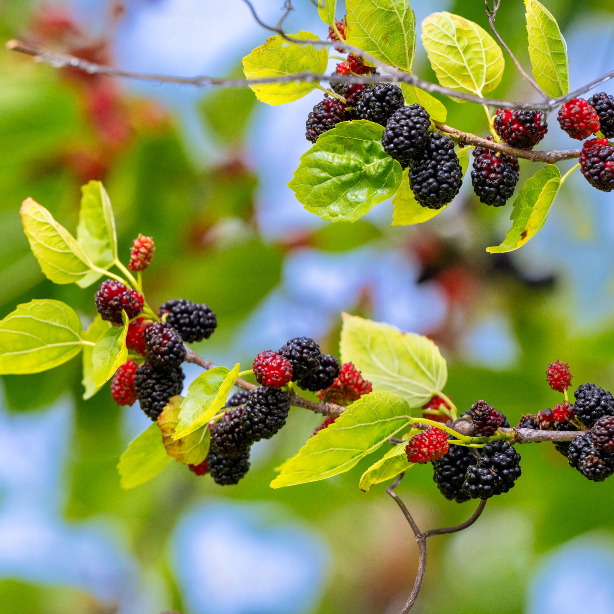Zwerg-Maulbeere 'Mojoberry'
