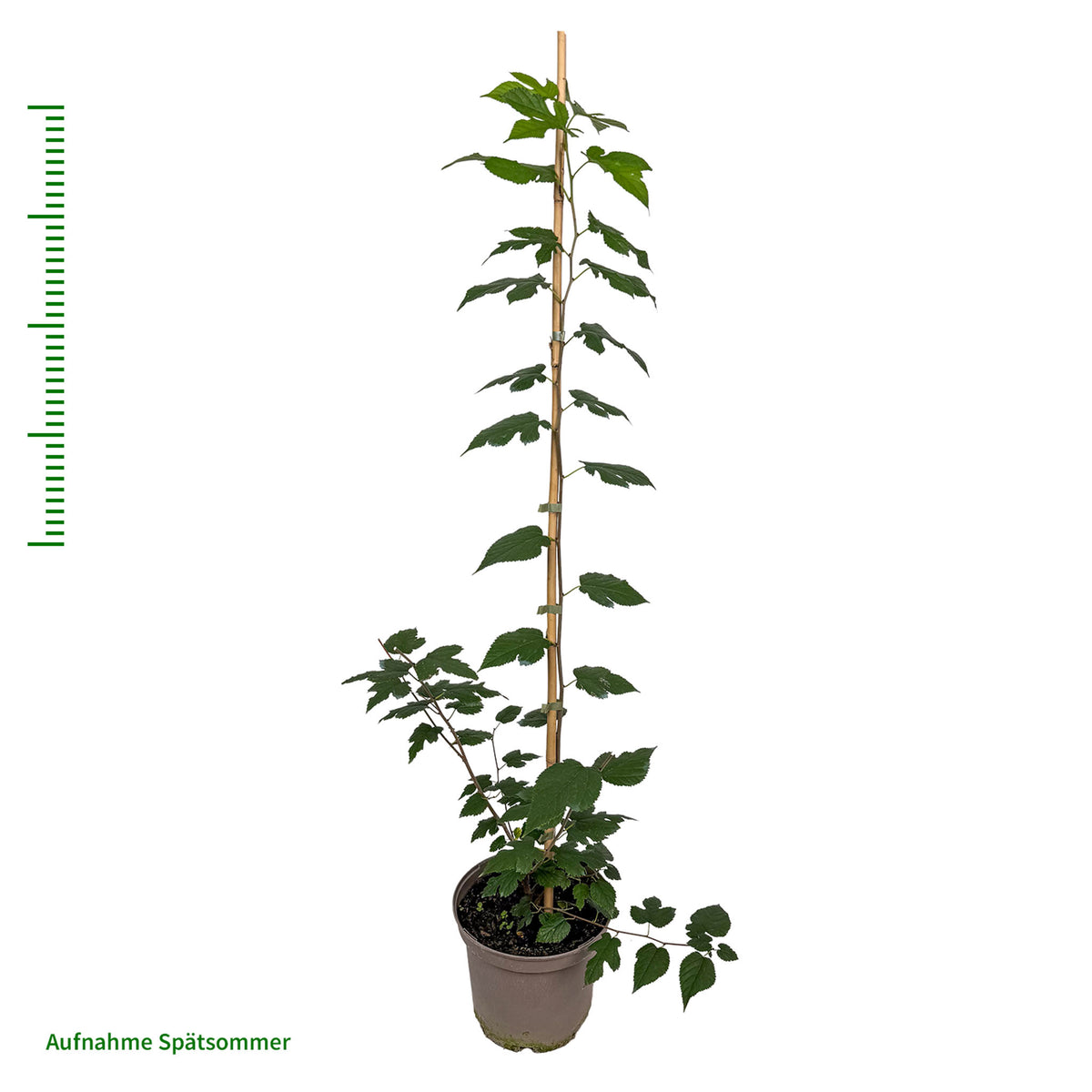 Maulbeere 'Illinois Everbearing'