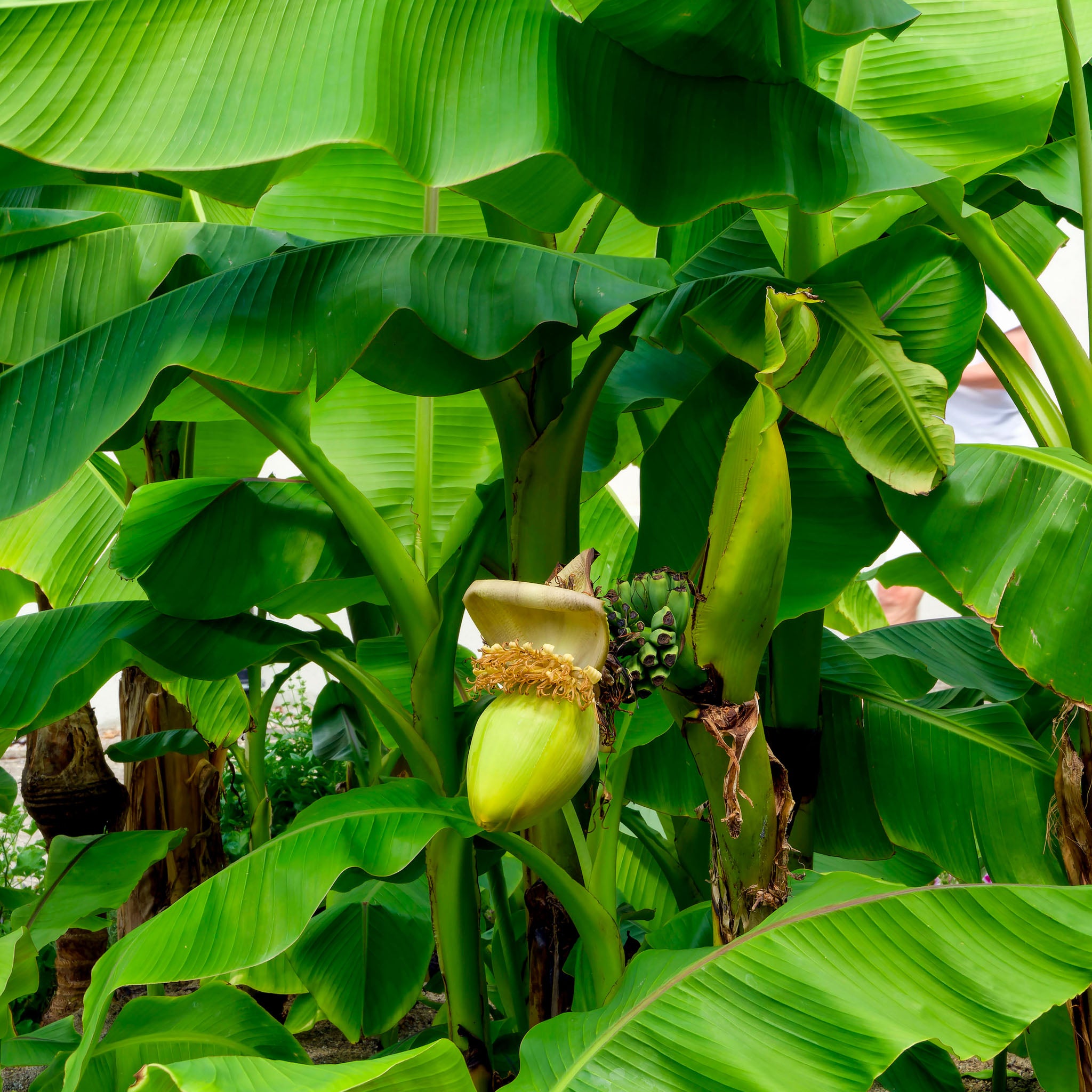 Winterharte Banane