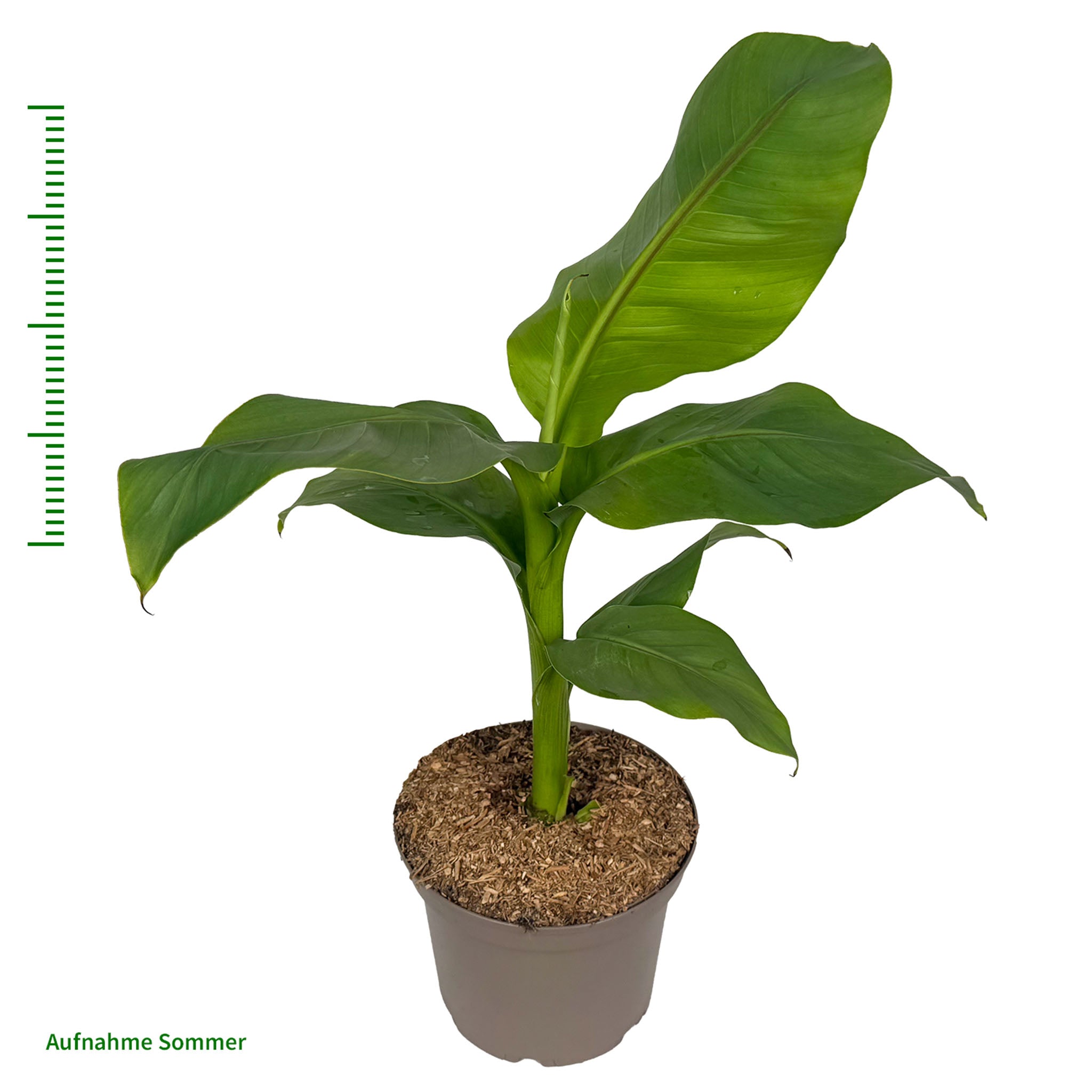 Winterharte Banane