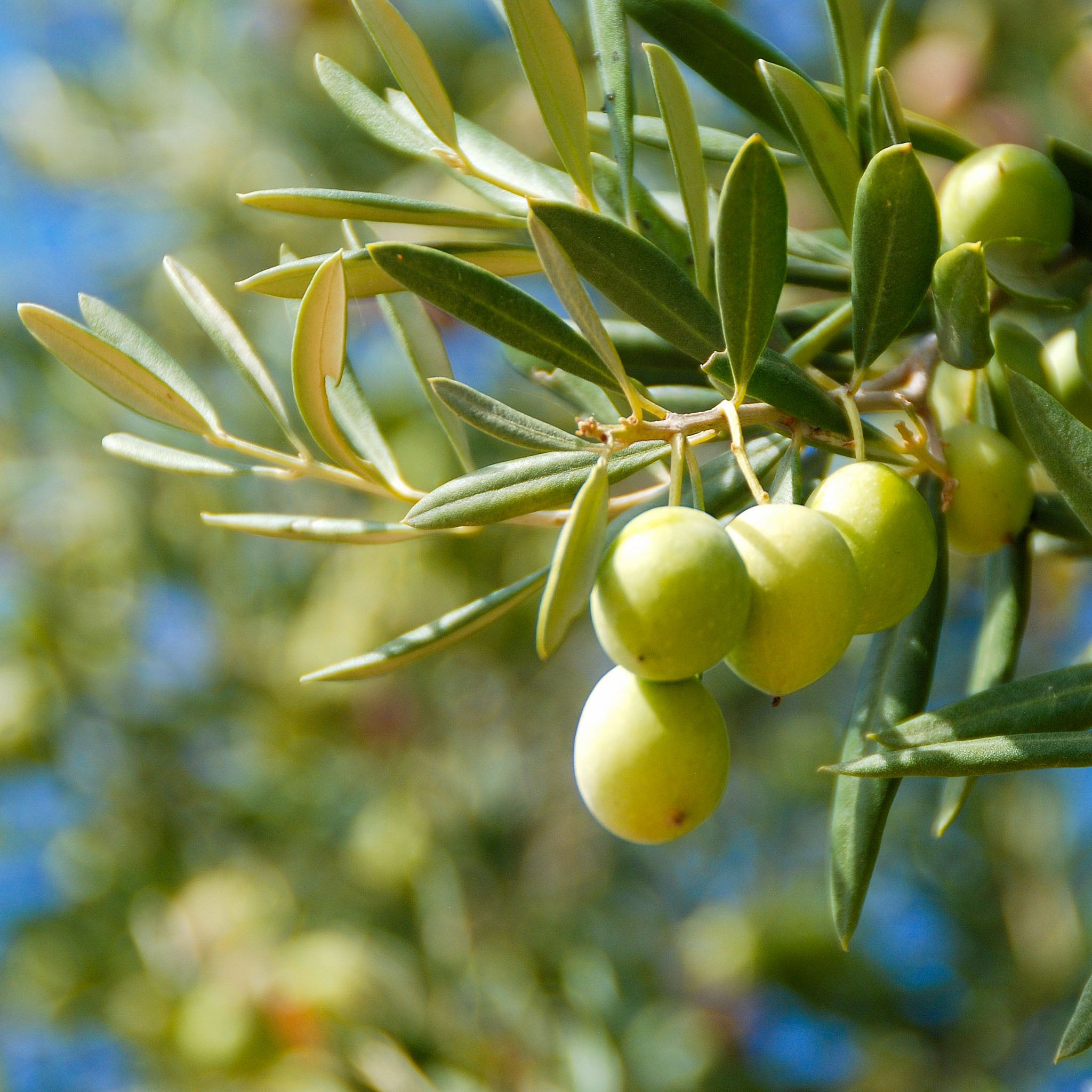 Olivenbaum