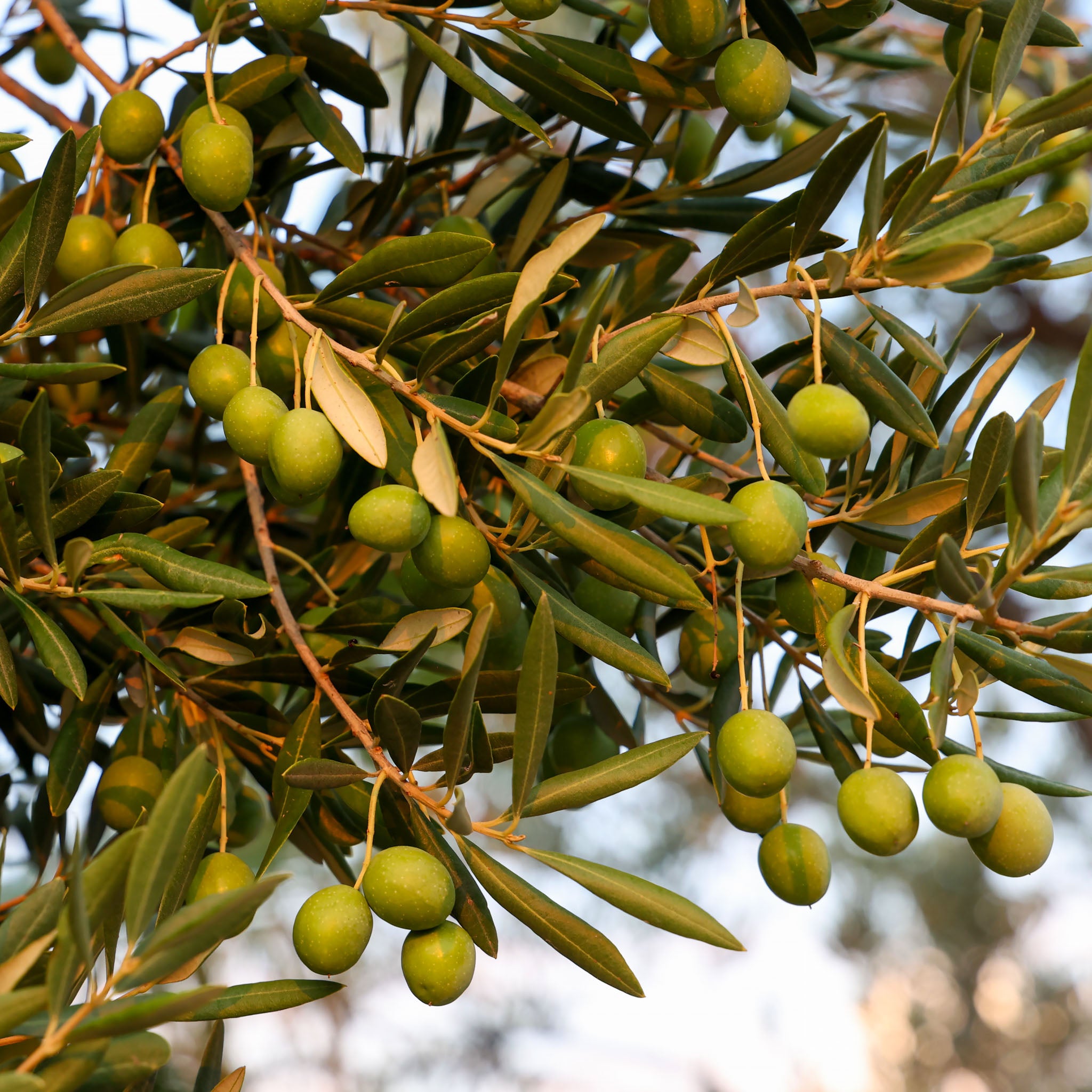 Olivenbaum