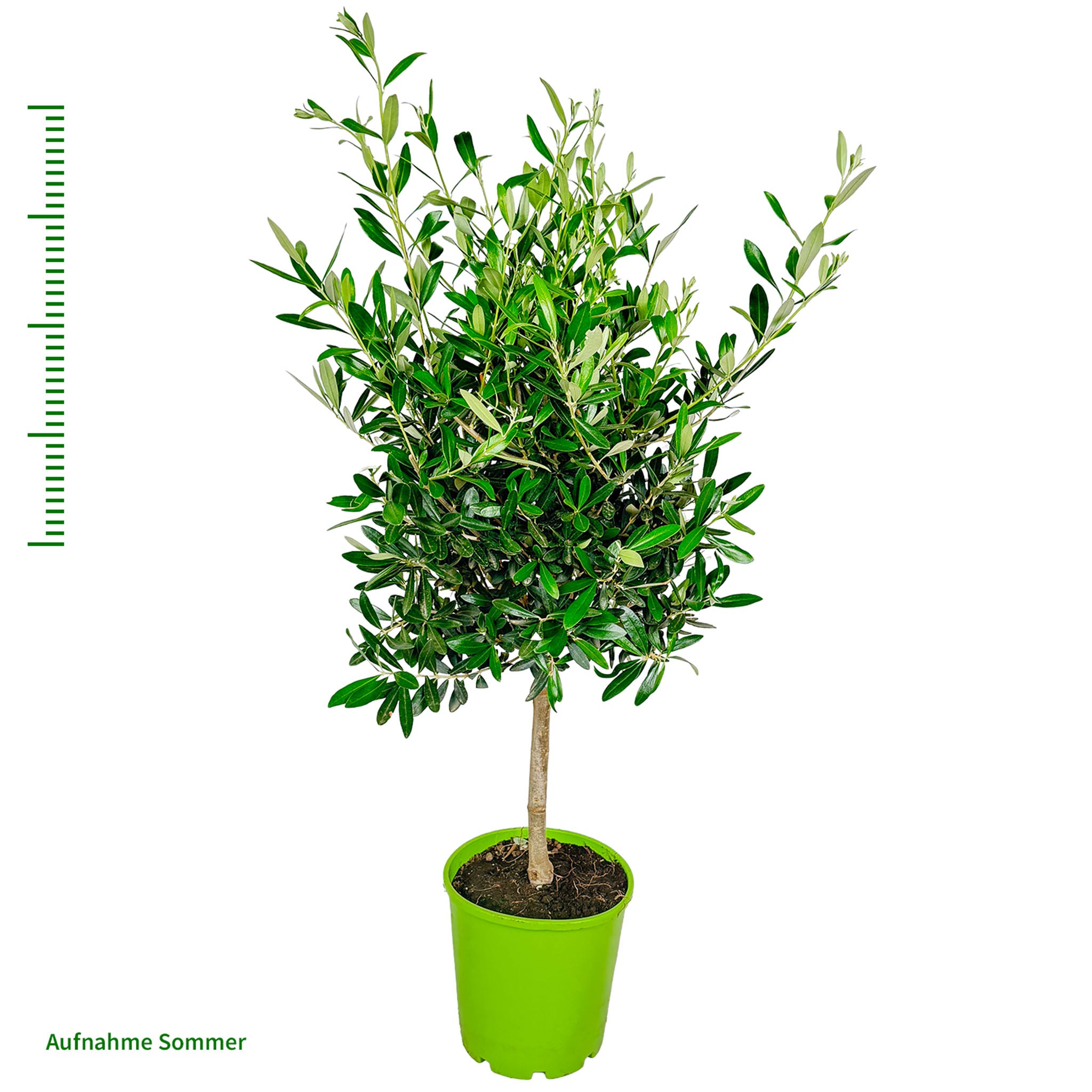 Olivenbaum