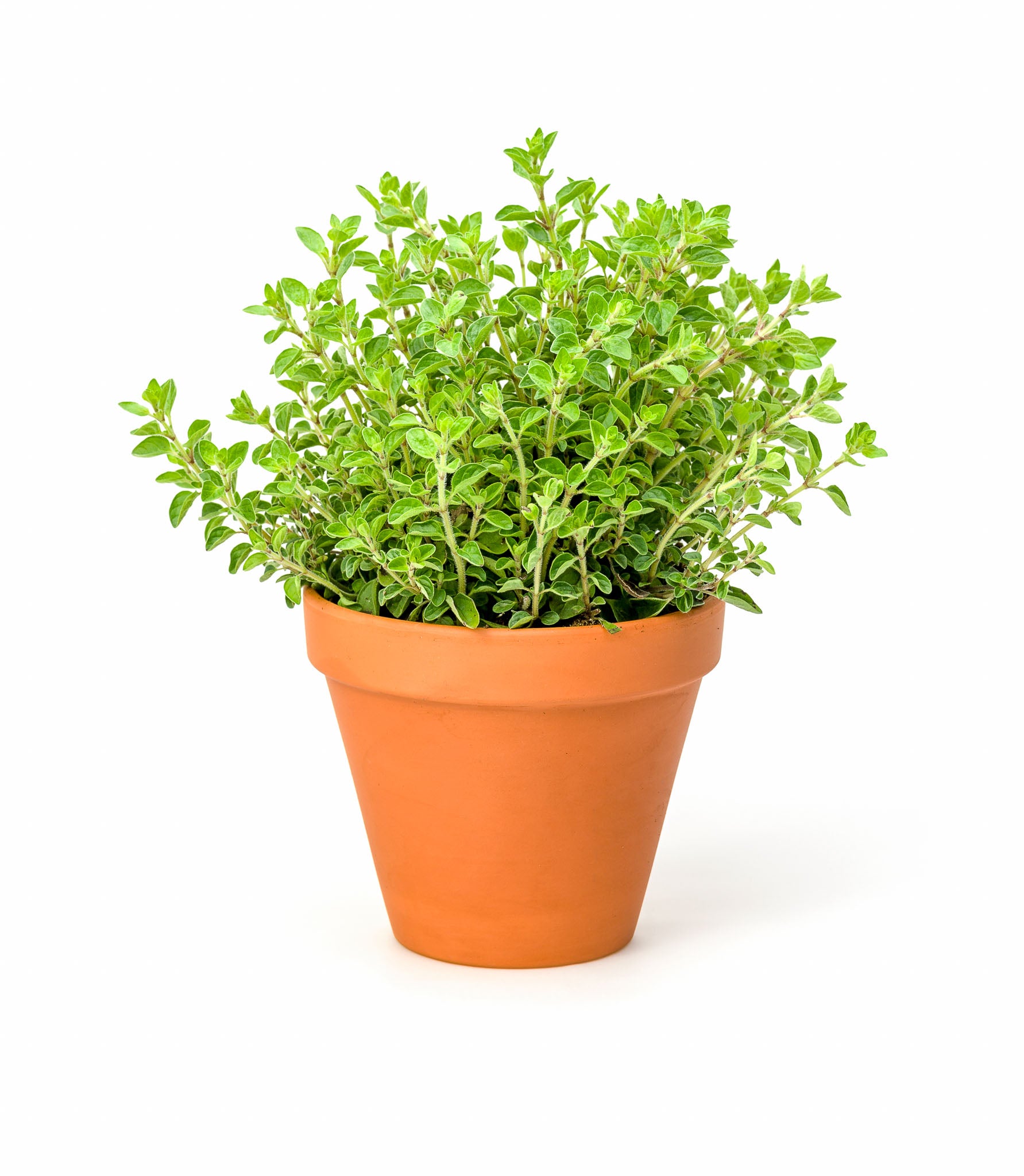 Oregano