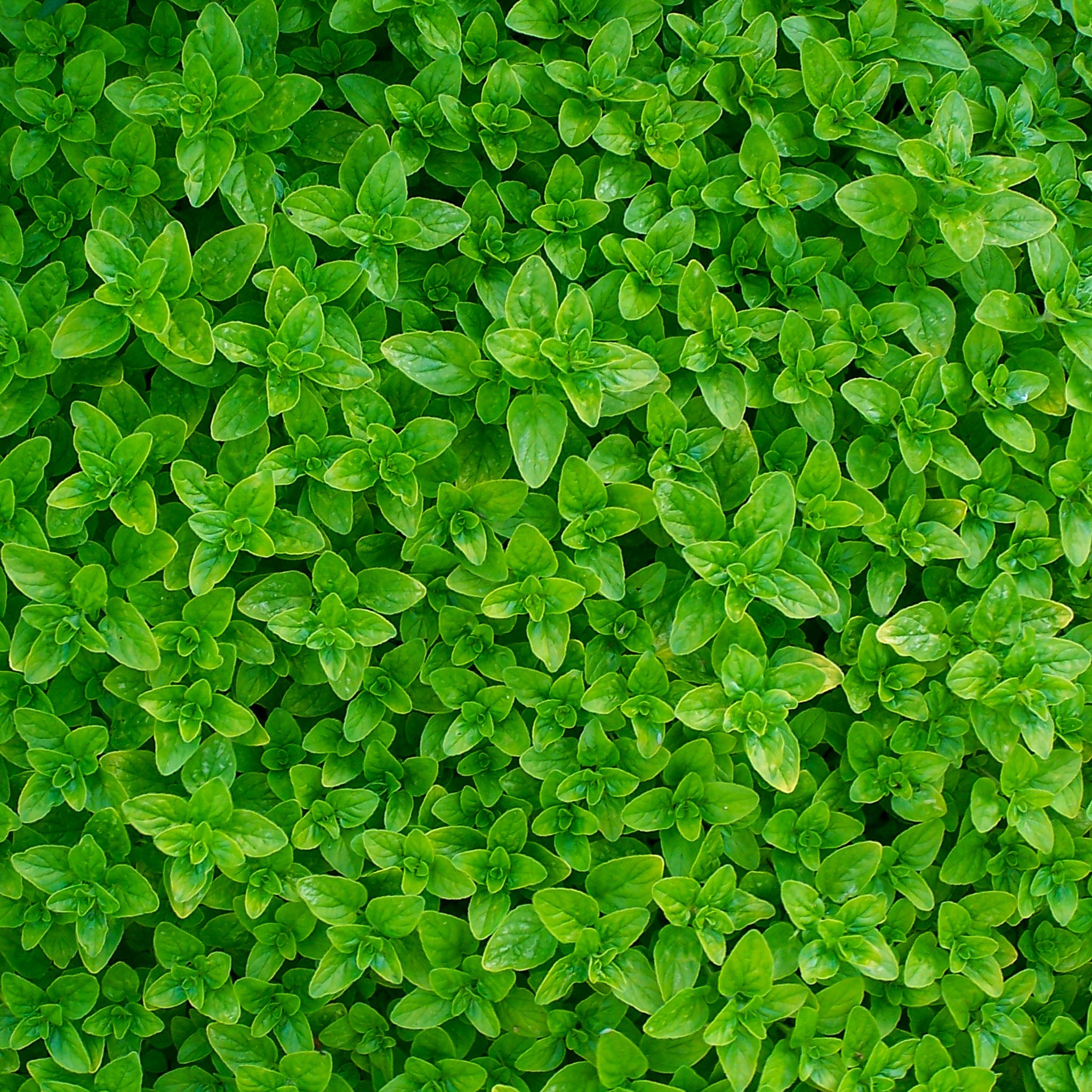 Oregano