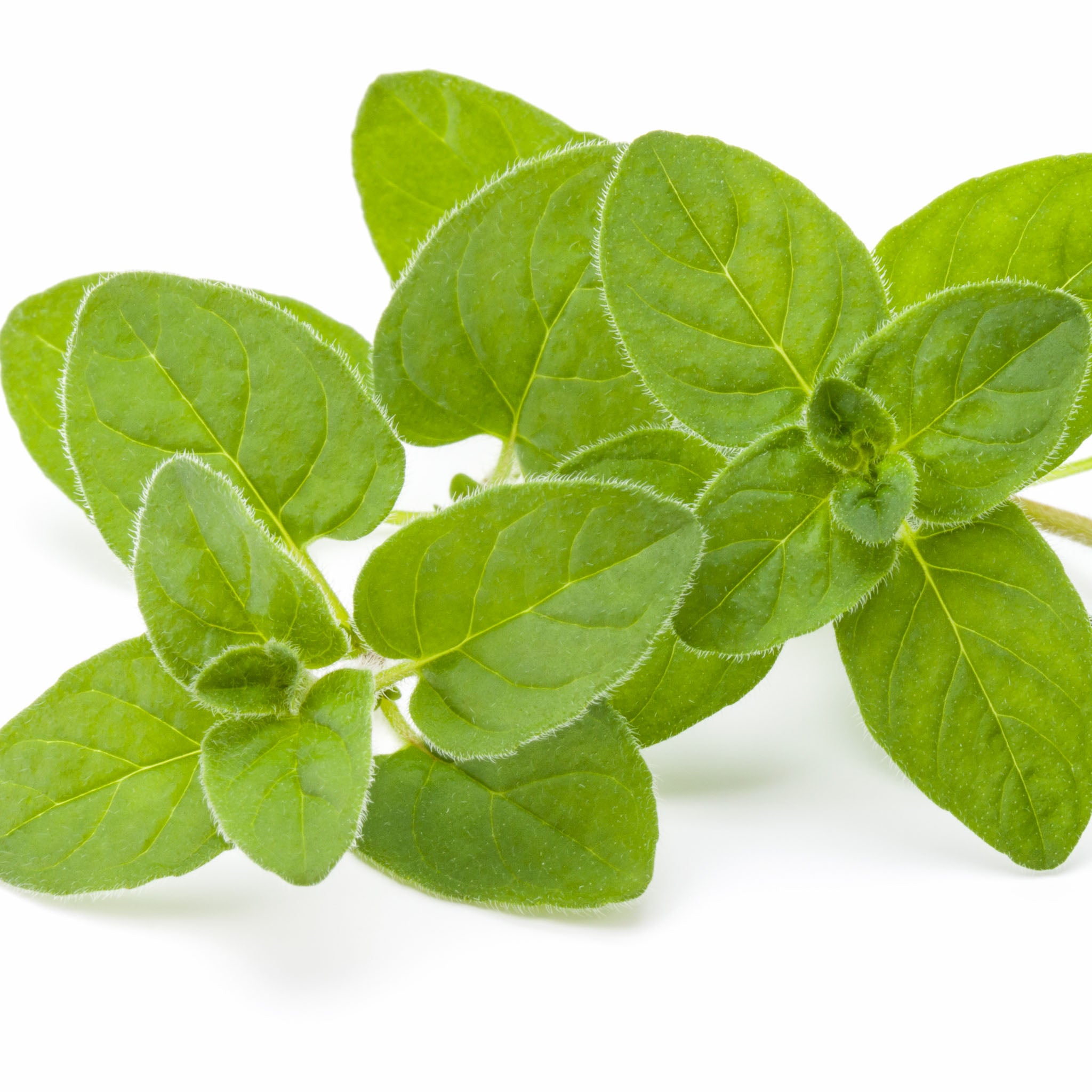 Oregano