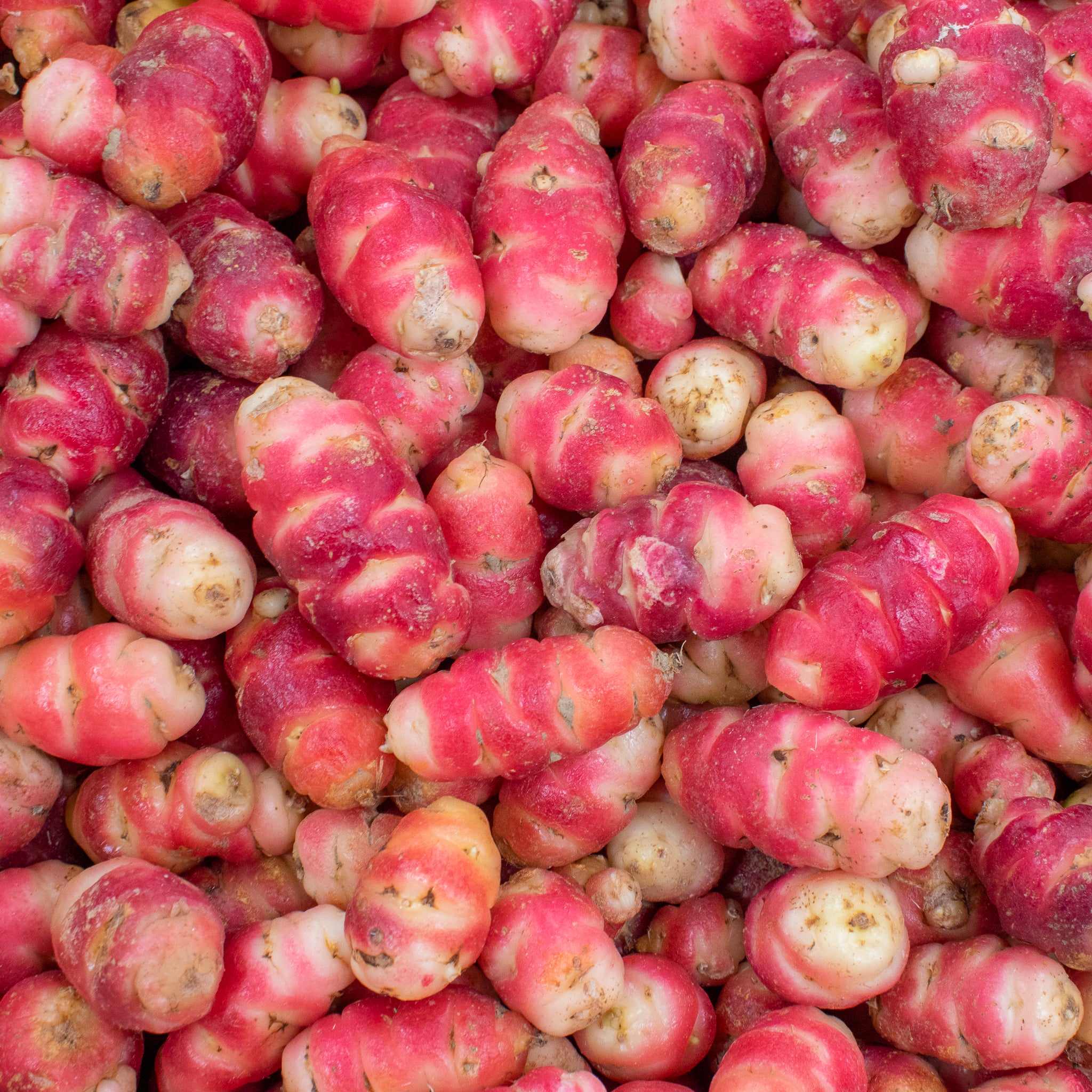 Oca 'Bubble Gum'