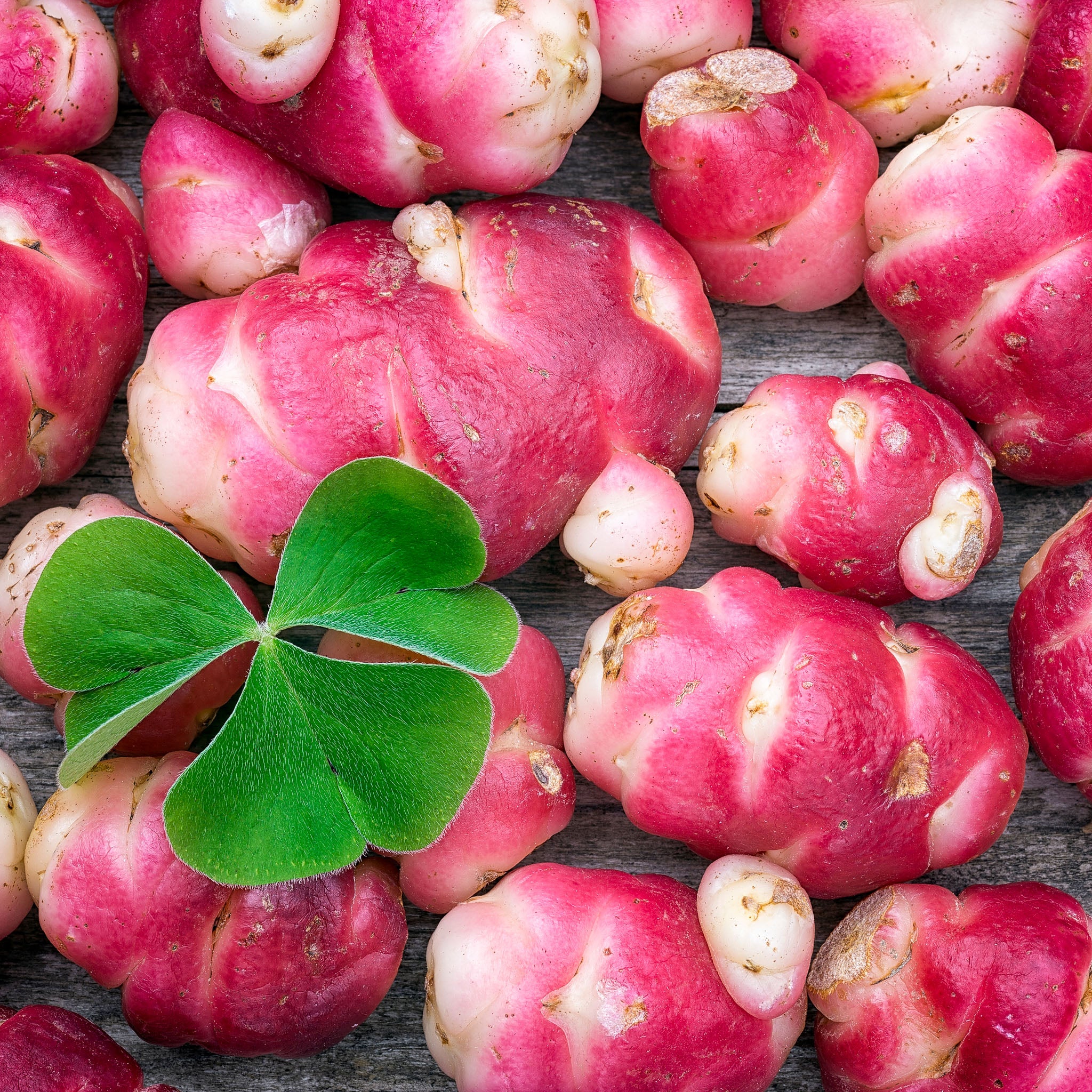 Oca 'Pink Perfection'