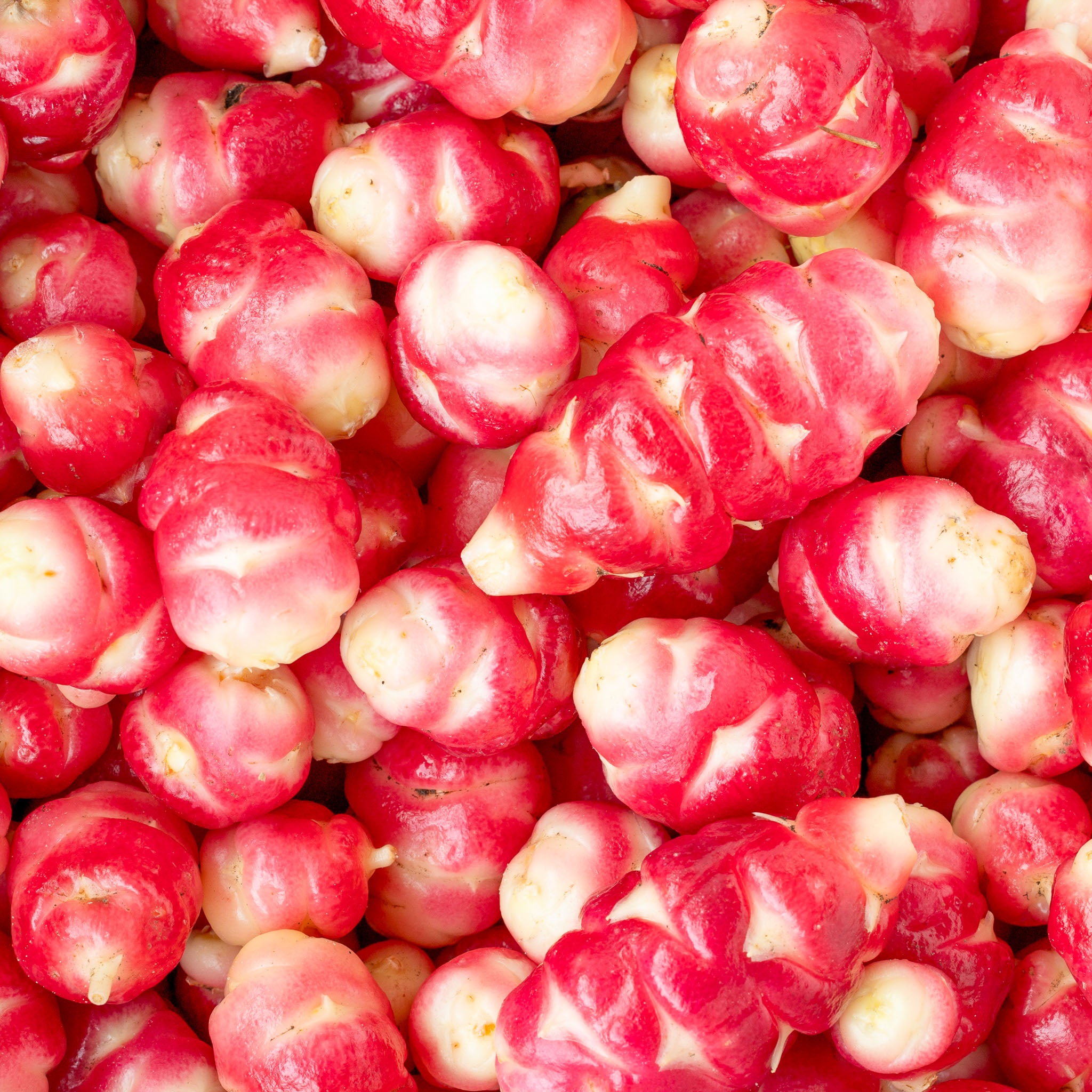 Oca 'Pink Perfection'