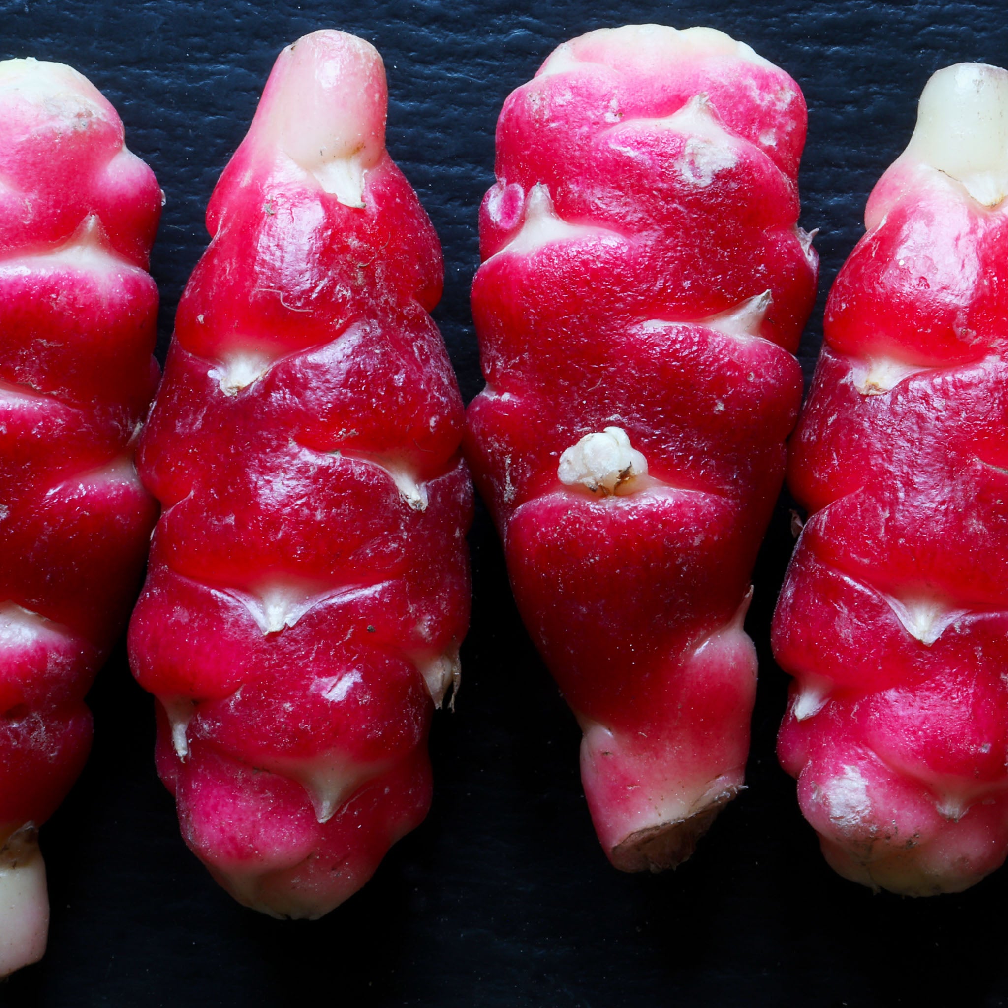 Oca 'Red Cardinal'