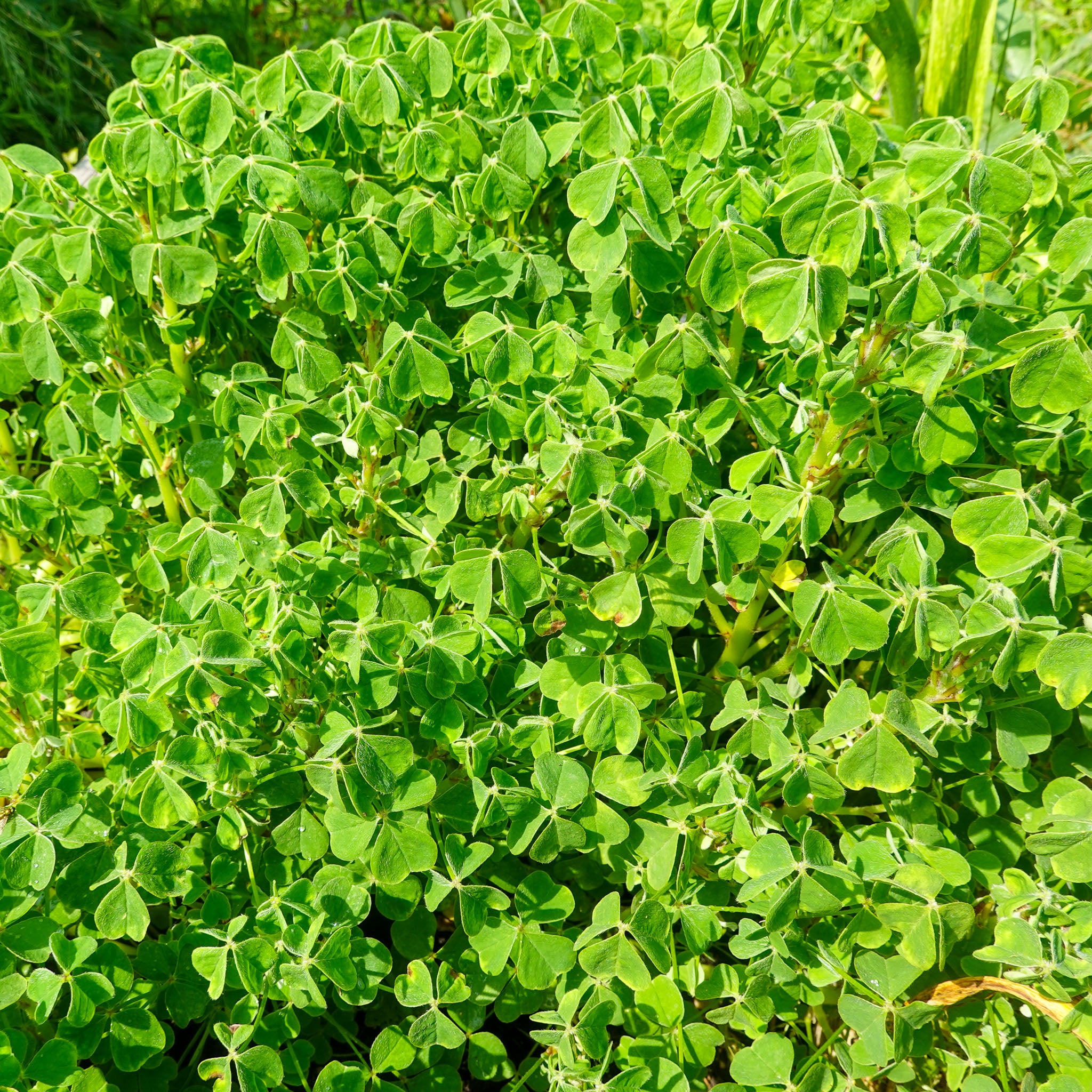Oca 'Red Cardinal'