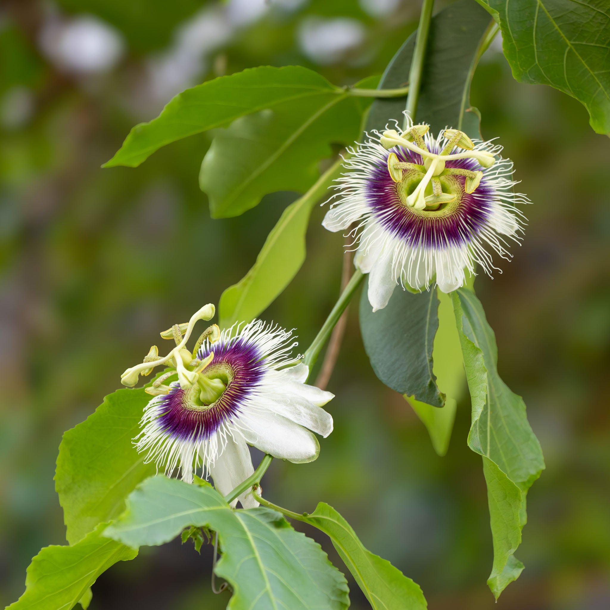 Maracuja 'Suntropics®'