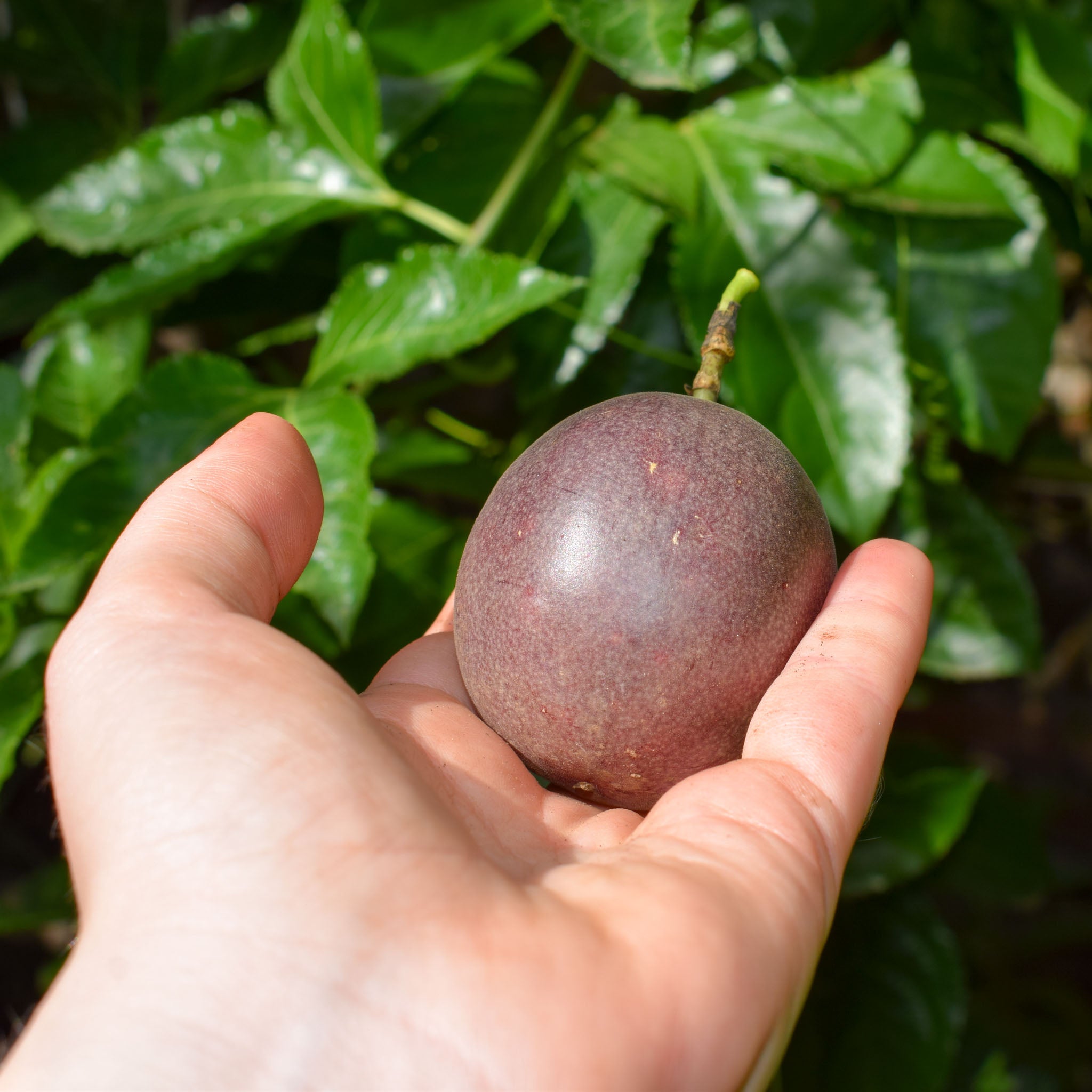 Maracuja 'Suntropics®'
