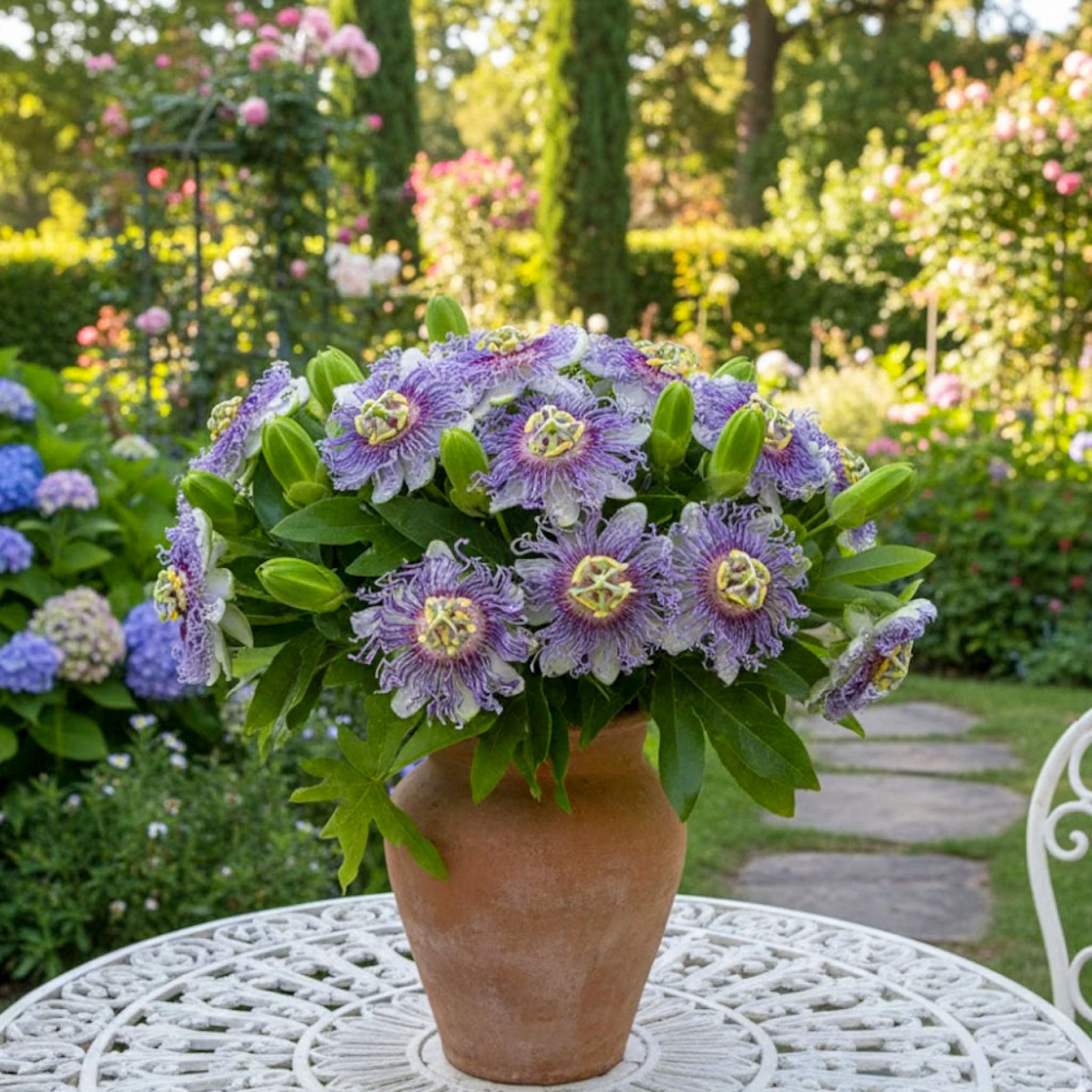 Passionsblume 'Cooltropics® Eia Popeia®'