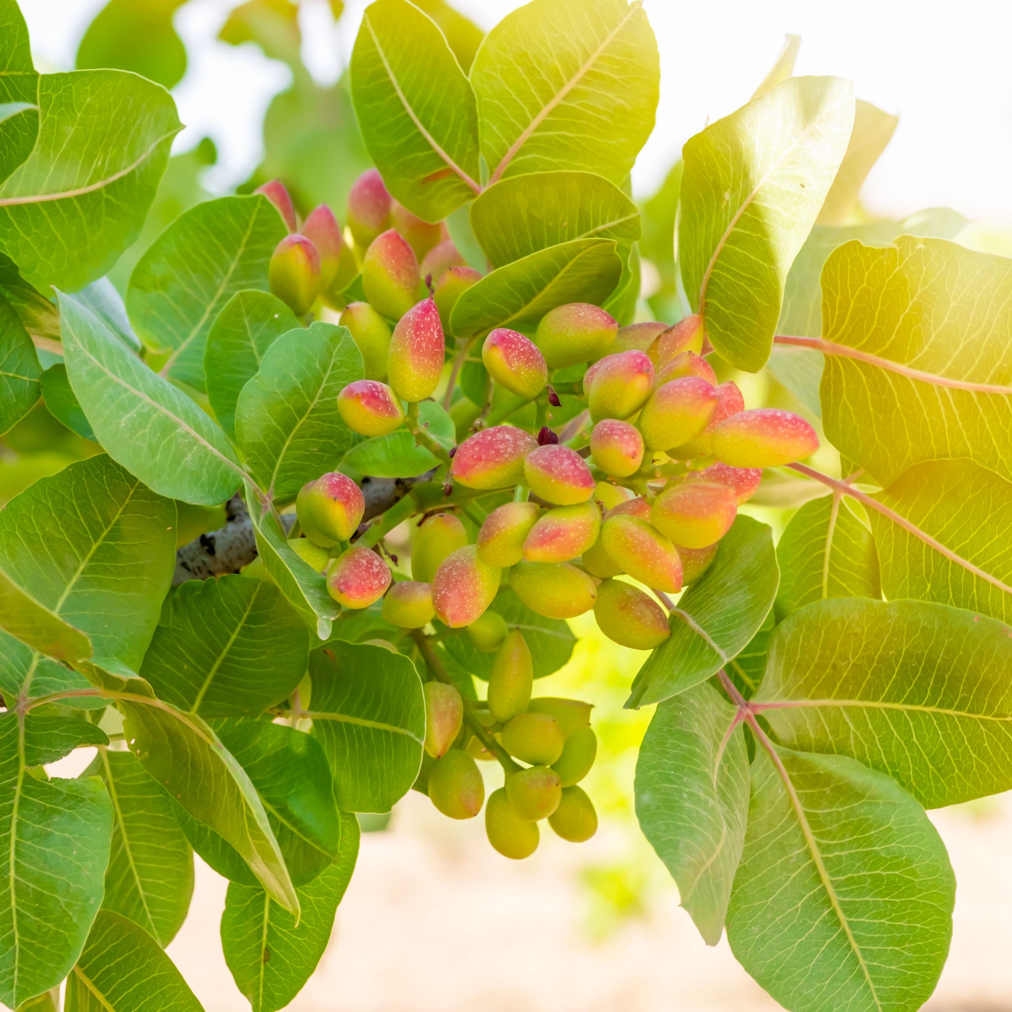 Pistazie 'Kerman'