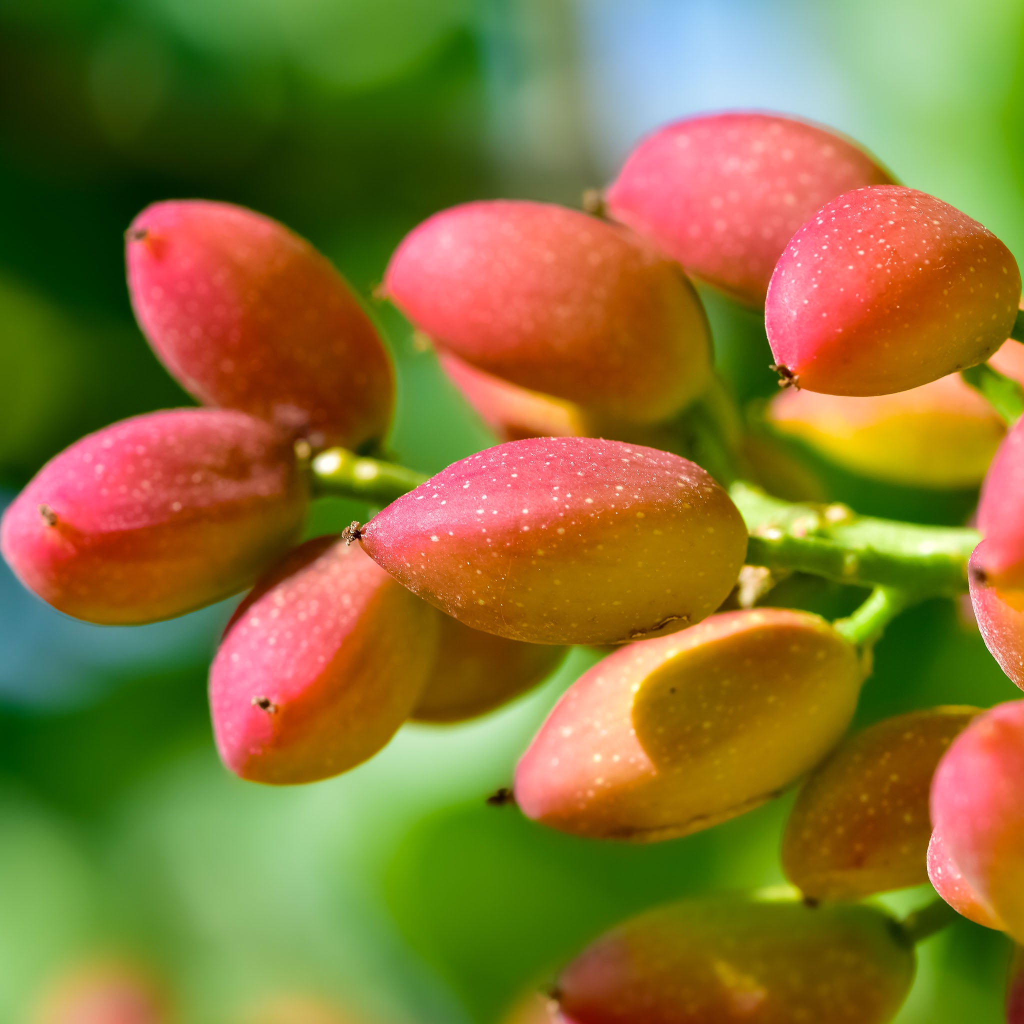 Pistazie 'Kerman'