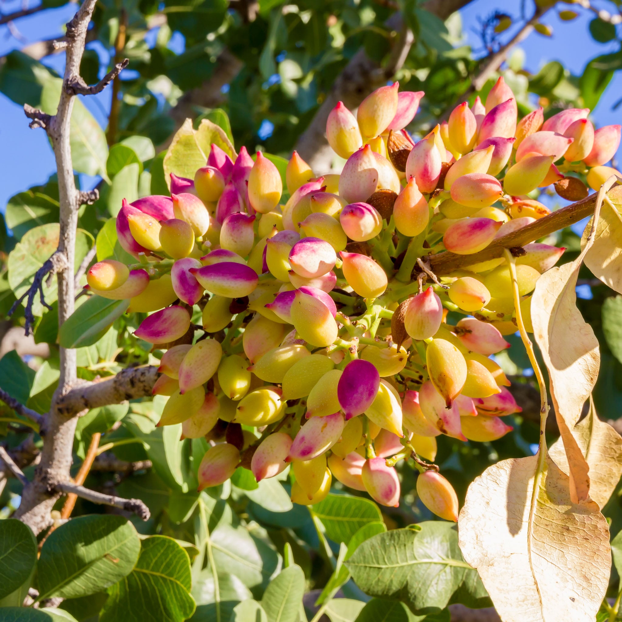 Pistazie 'Kerman'