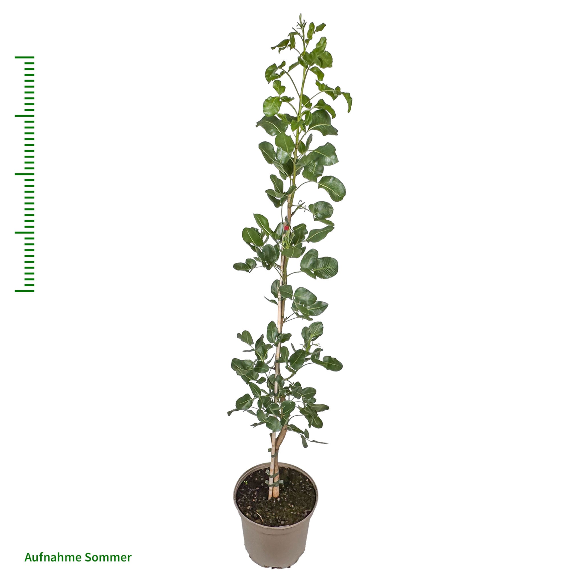 Pistazie 'Aegina'