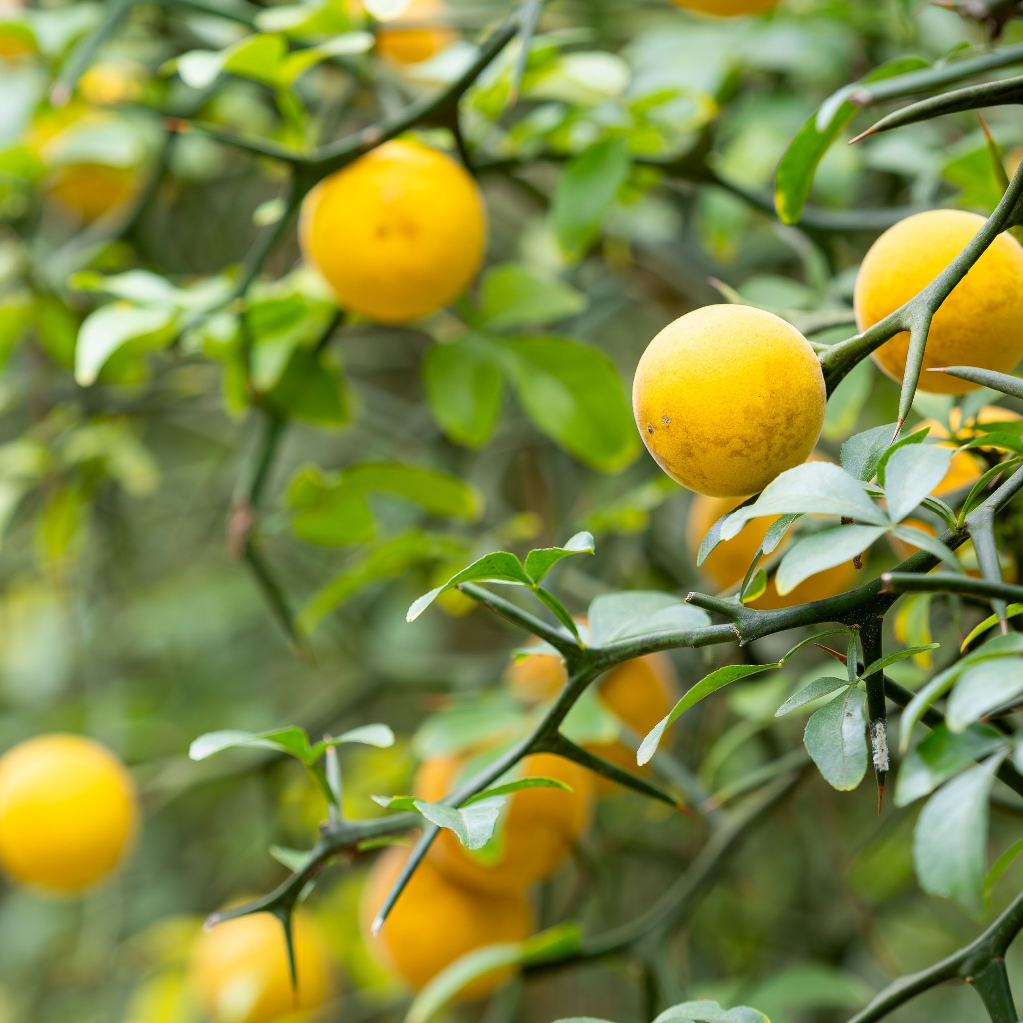 Dreiblättrige Orange