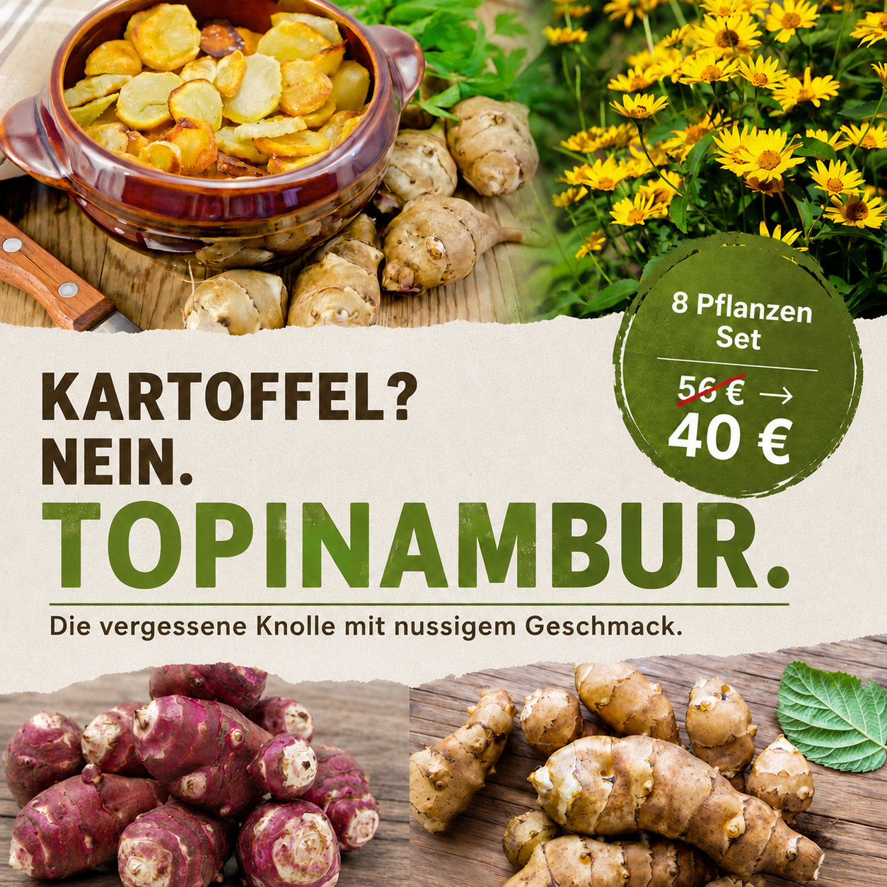 Topinambur-Set 8 Stück