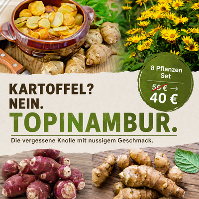Topinambur-Set 8 Stück