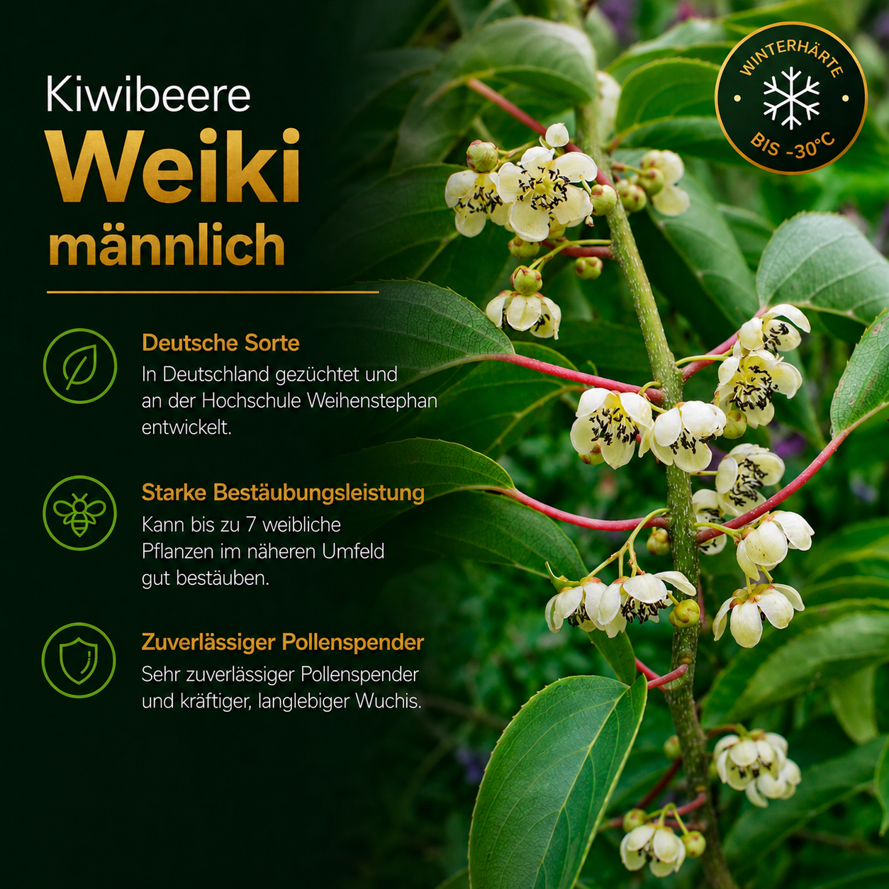 Kiwibeere Bestäuber 'Weiki männlich'