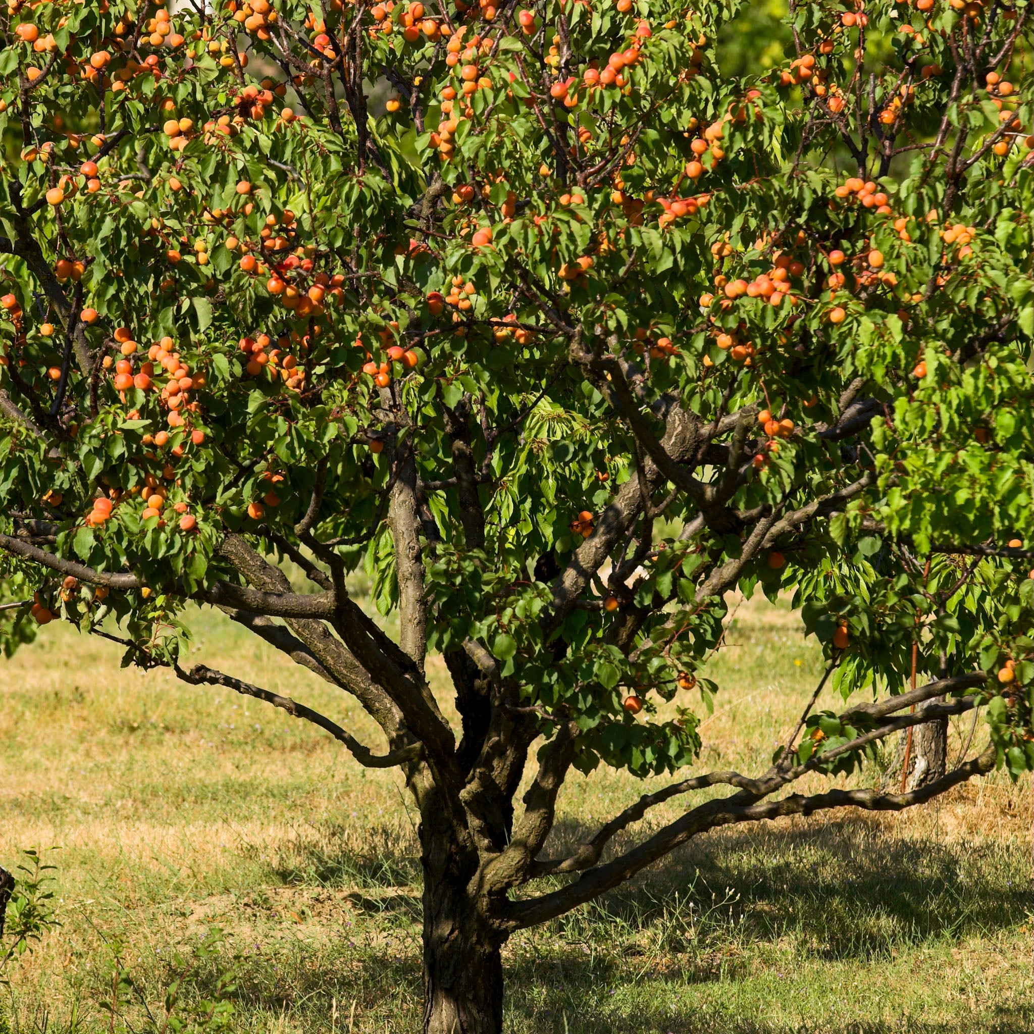 Aprikose 'Harlayne'