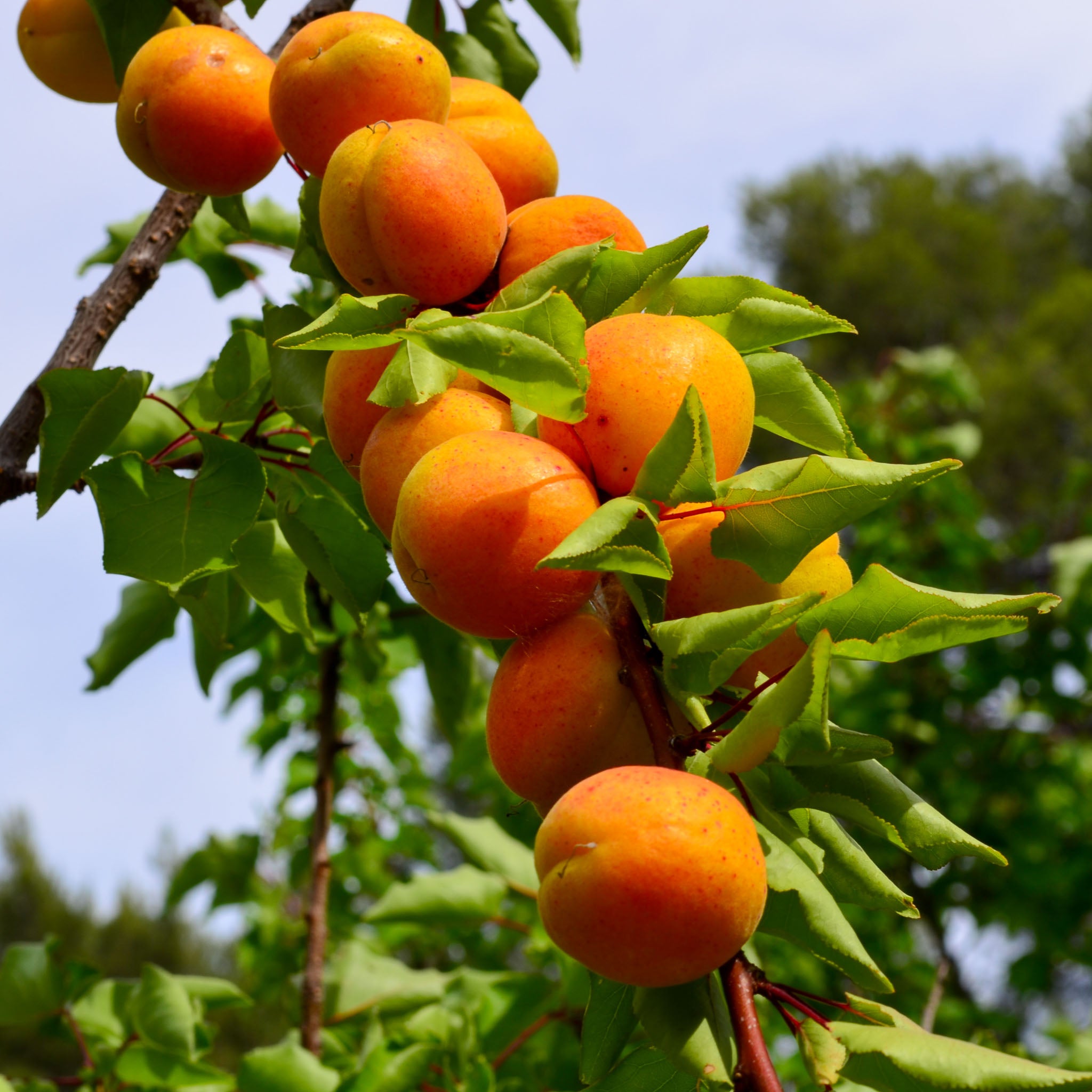 Aprikose 'Morden'