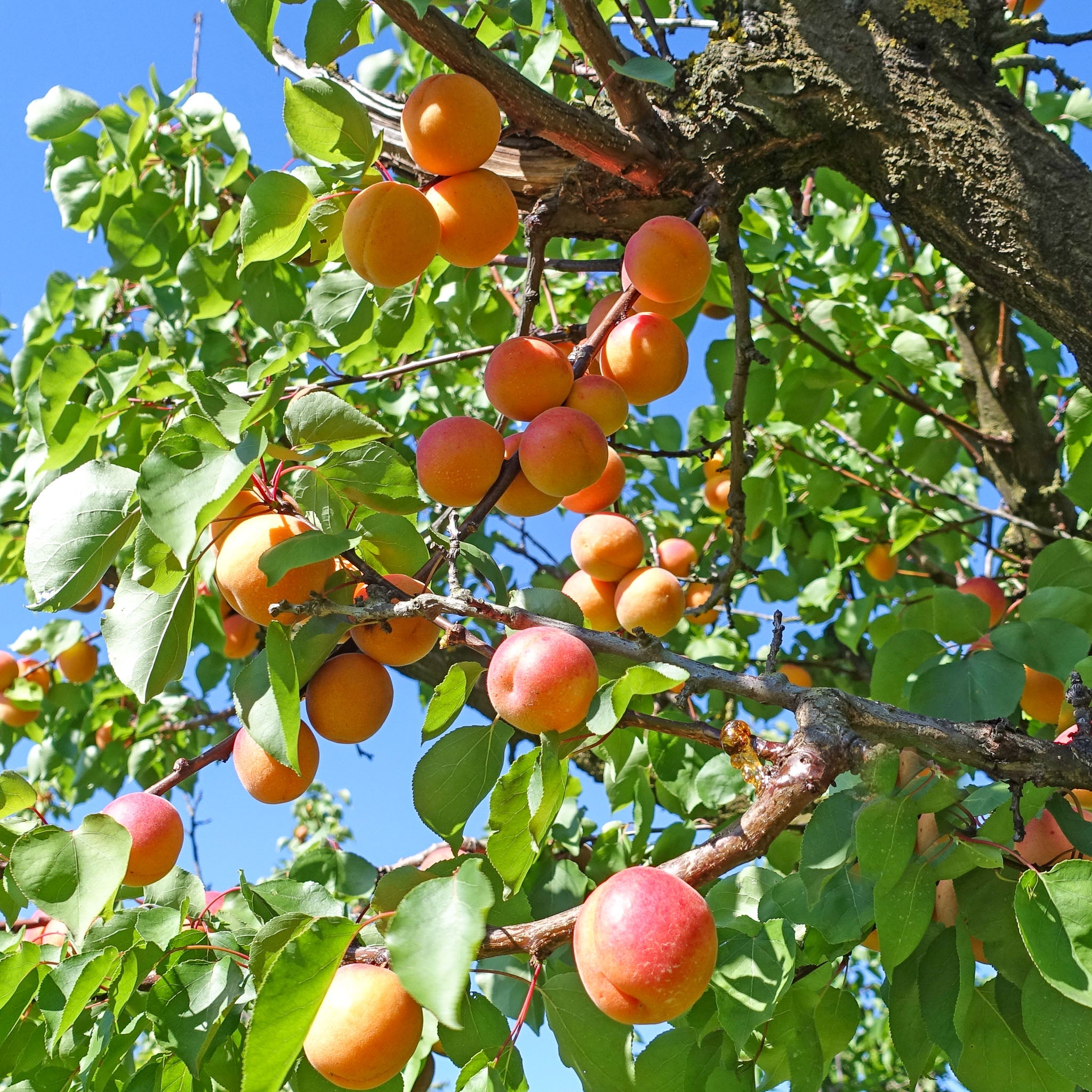 Aprikose 'Taja'