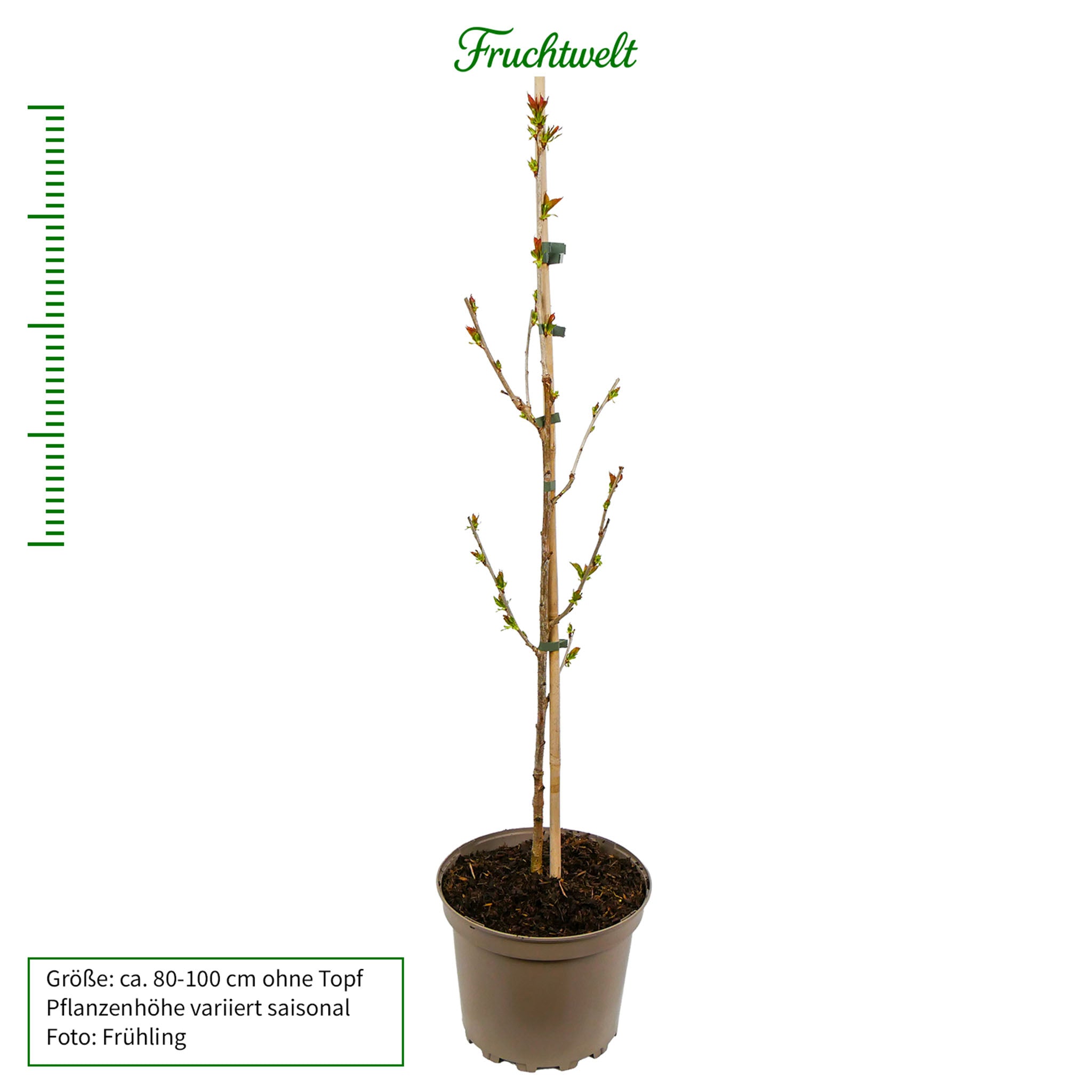 Vogelkirsche - Solitärbaum